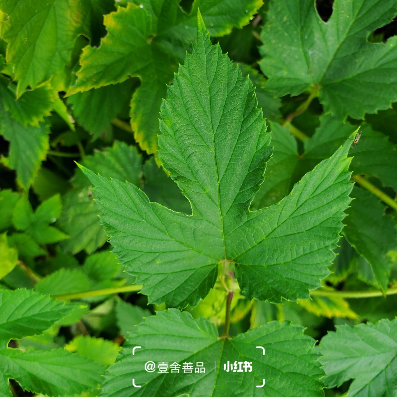 本草蛇麻 i 壹舍识草 集87 hops 61 或许你没见过蛇麻,但应该听过