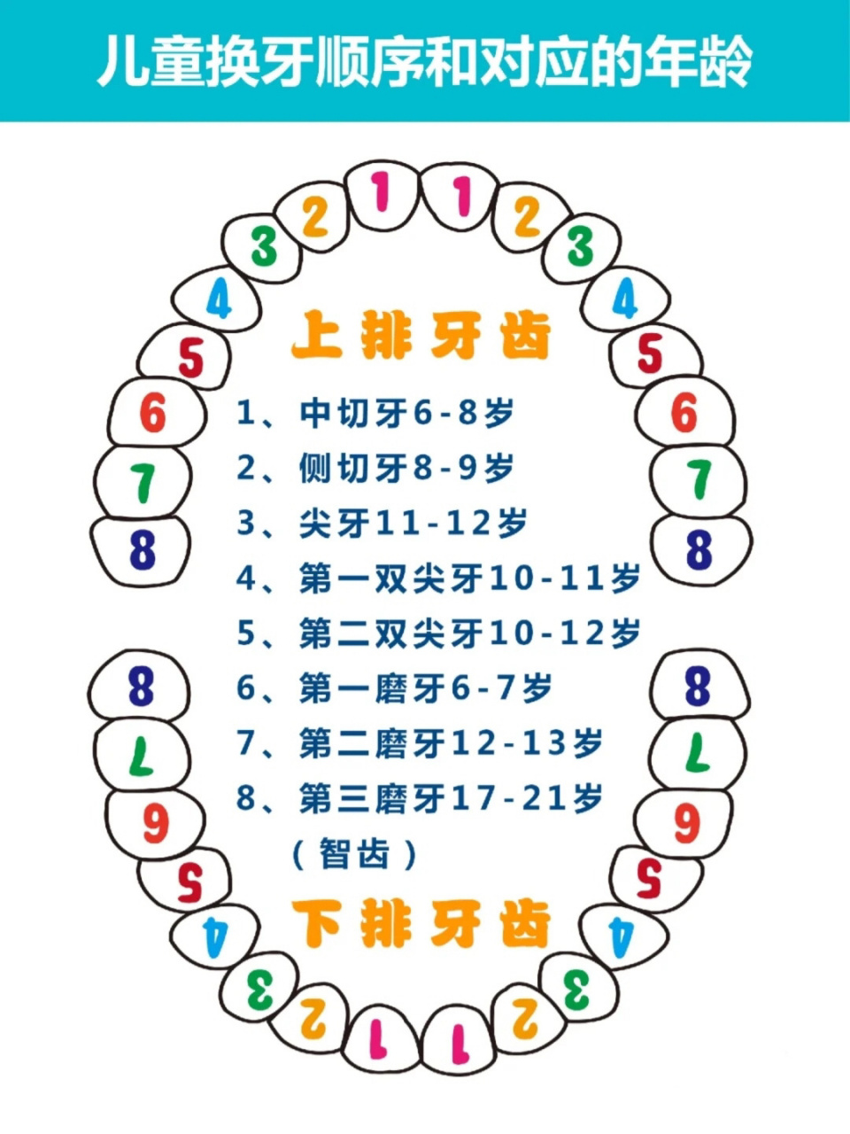 换牙顺序和年龄图图片