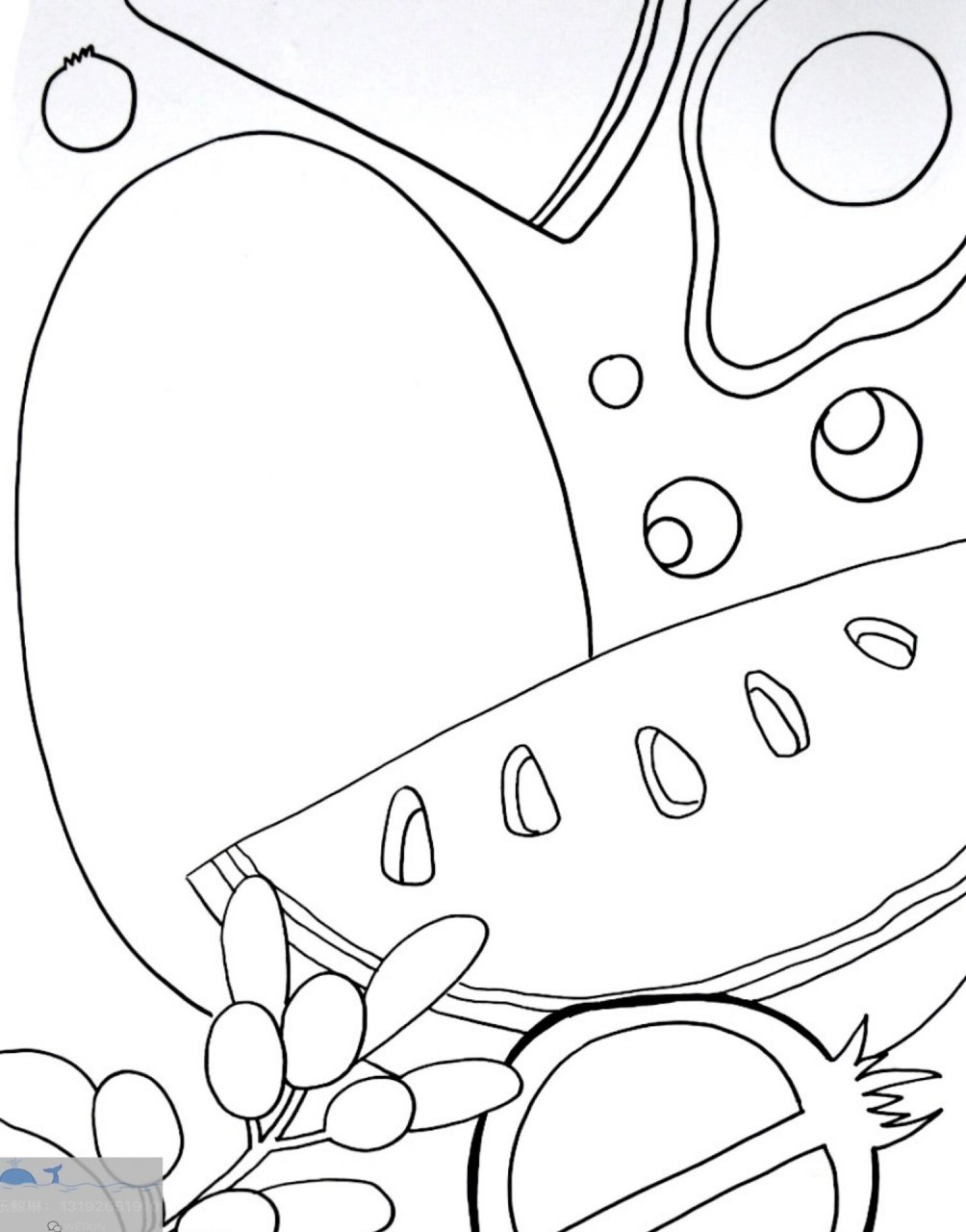 《有趣的水果切面》创意美术96 通过引导和观察,感受到生活中存在的