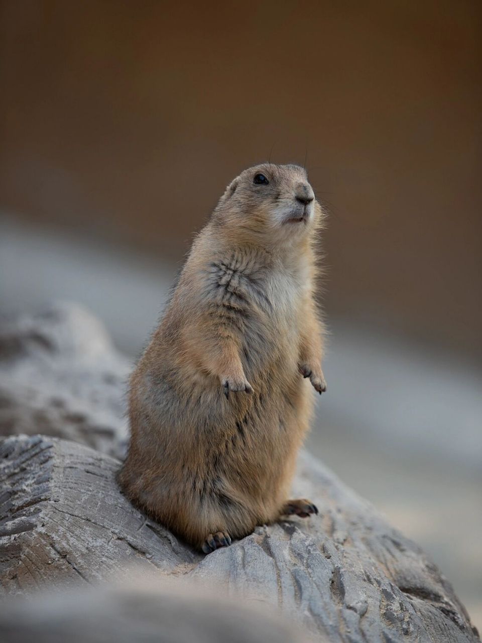不会"啊～"的小土拨鼠 黑尾土拨鼠 比网红的那个大土拨鼠旱獭小一点