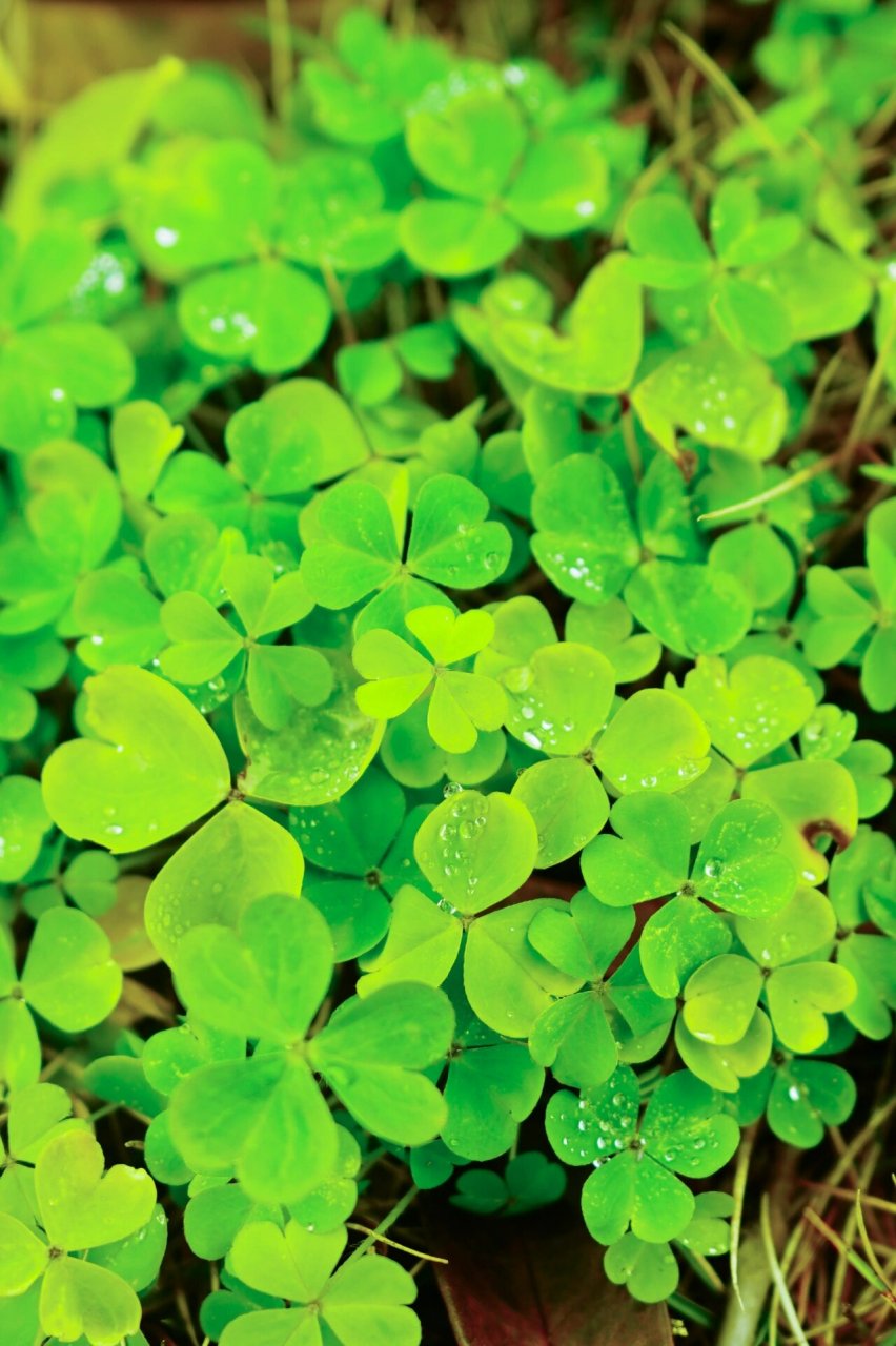 三叶草 三叶草的每一片叶子都有着不同的含义,第一片三叶草的叶子代表