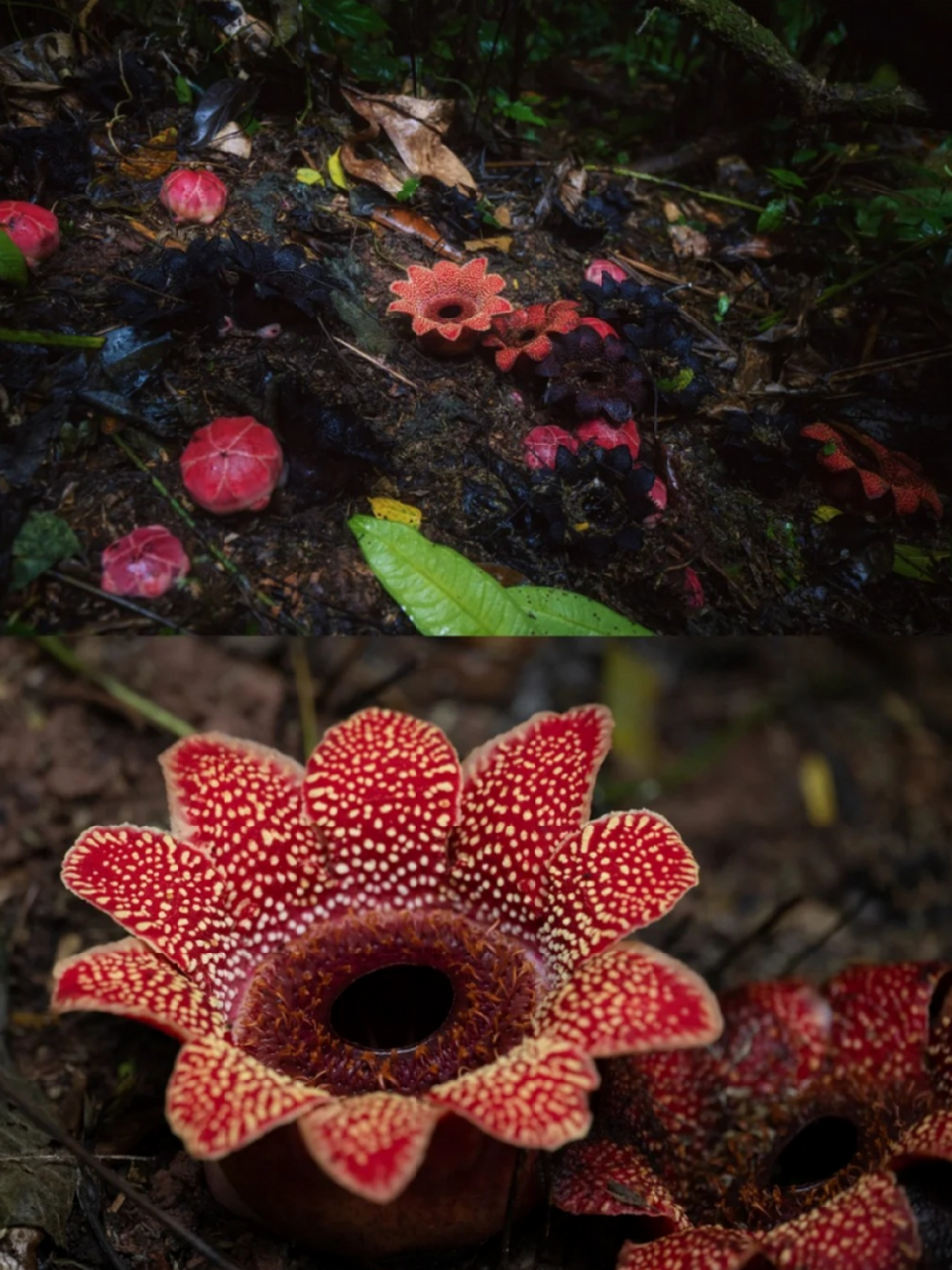 大王花神秘而奇特,是大自然的鬼斧神