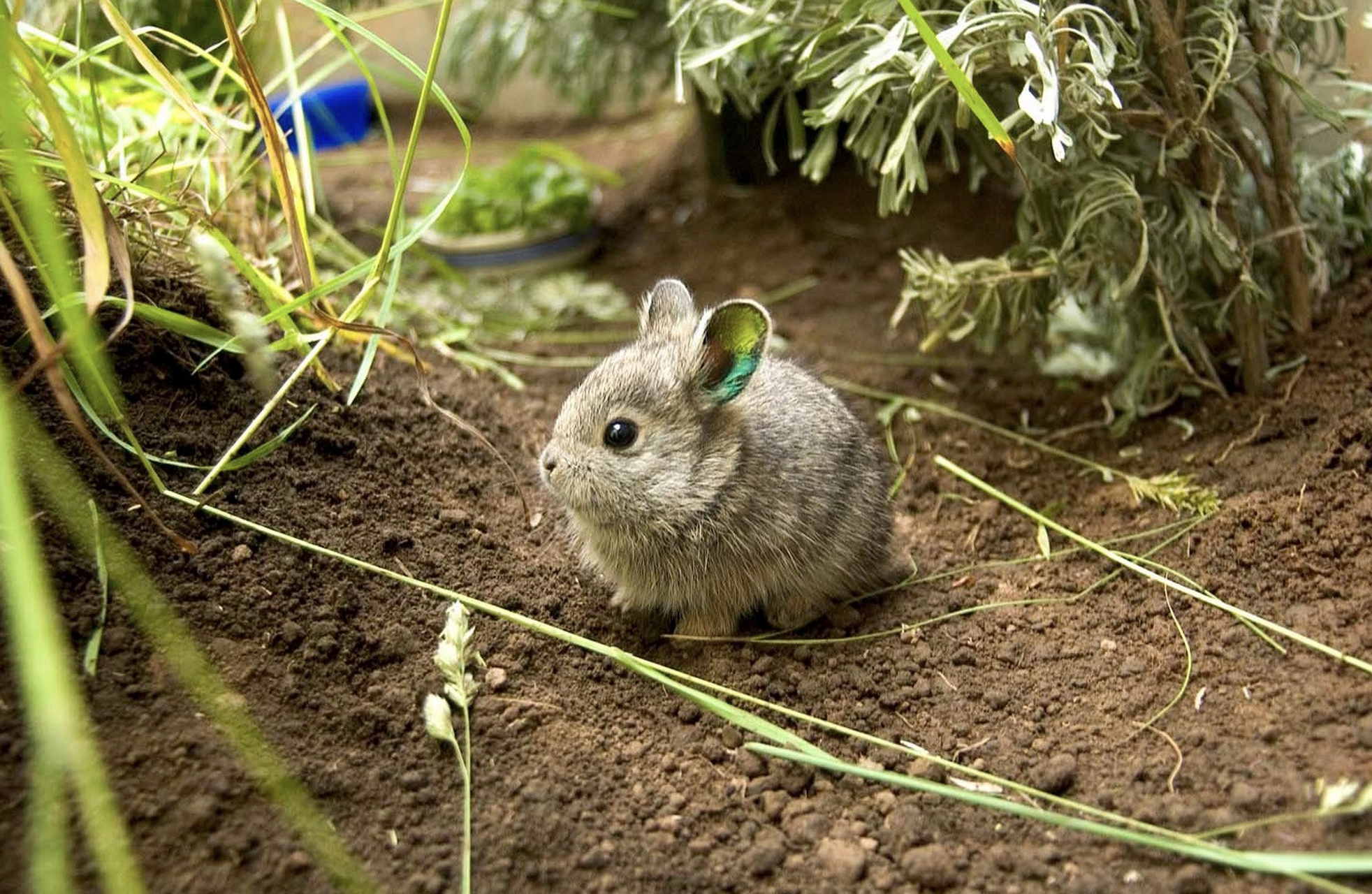 地球上最濒危的兔种 哥伦比亚盆地侏儒兔(columbia basin pygmy