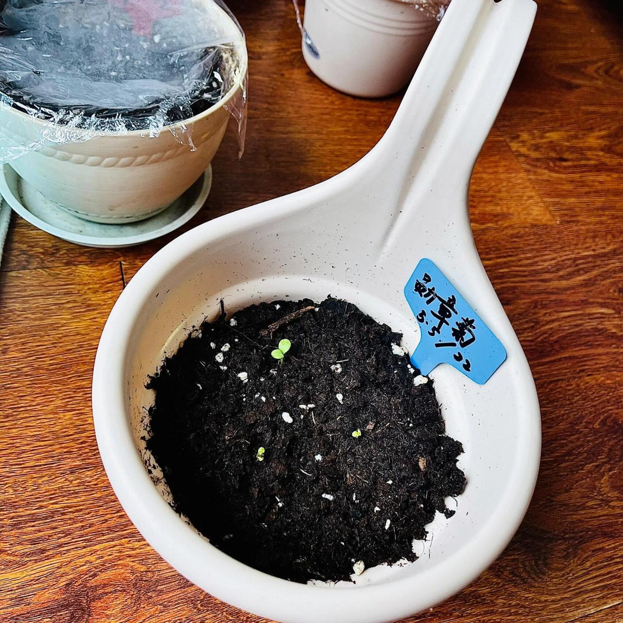 勋章菊种子三天全部发芽 5月5日种下三颗勋章菊种子,5月8日全部发芽啦