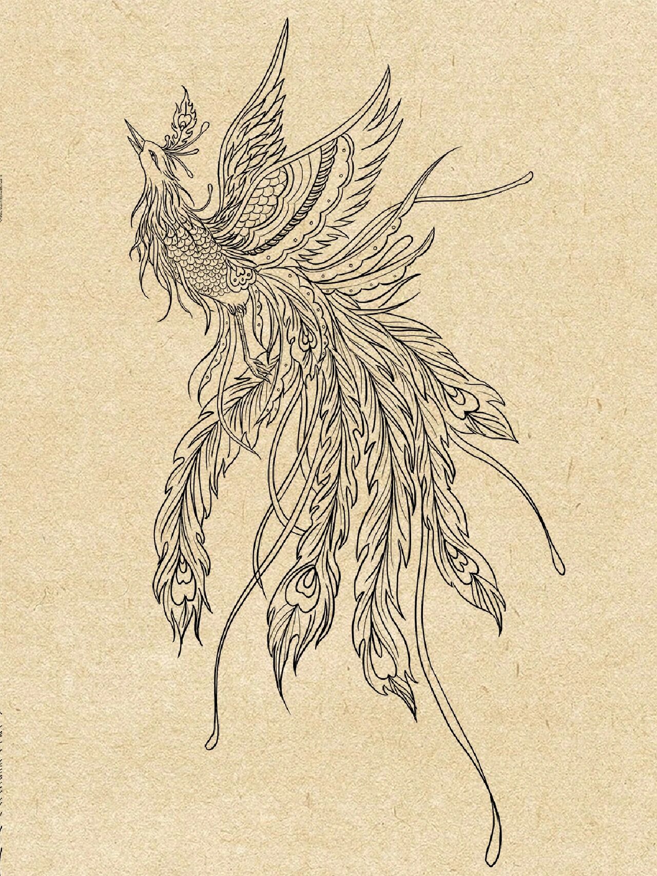 60天团练|凤凰画法|学员动物线稿作业