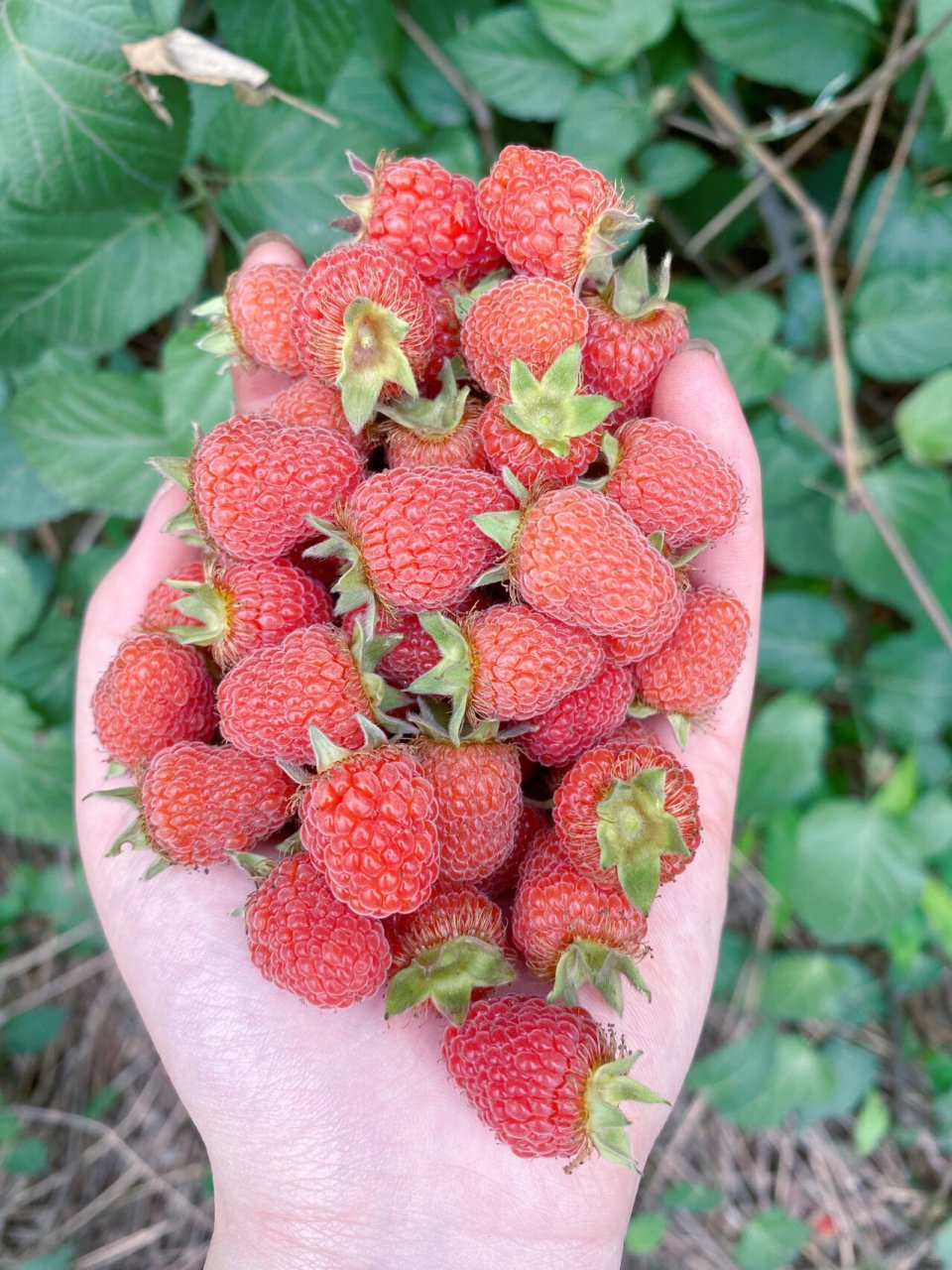 刺泡儿 清明回老家摘野生刺泡儿,你们那叫什么