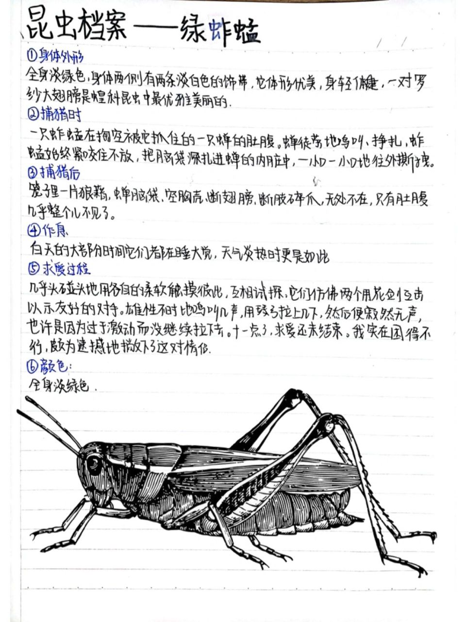 昆虫记蝗虫介绍图片