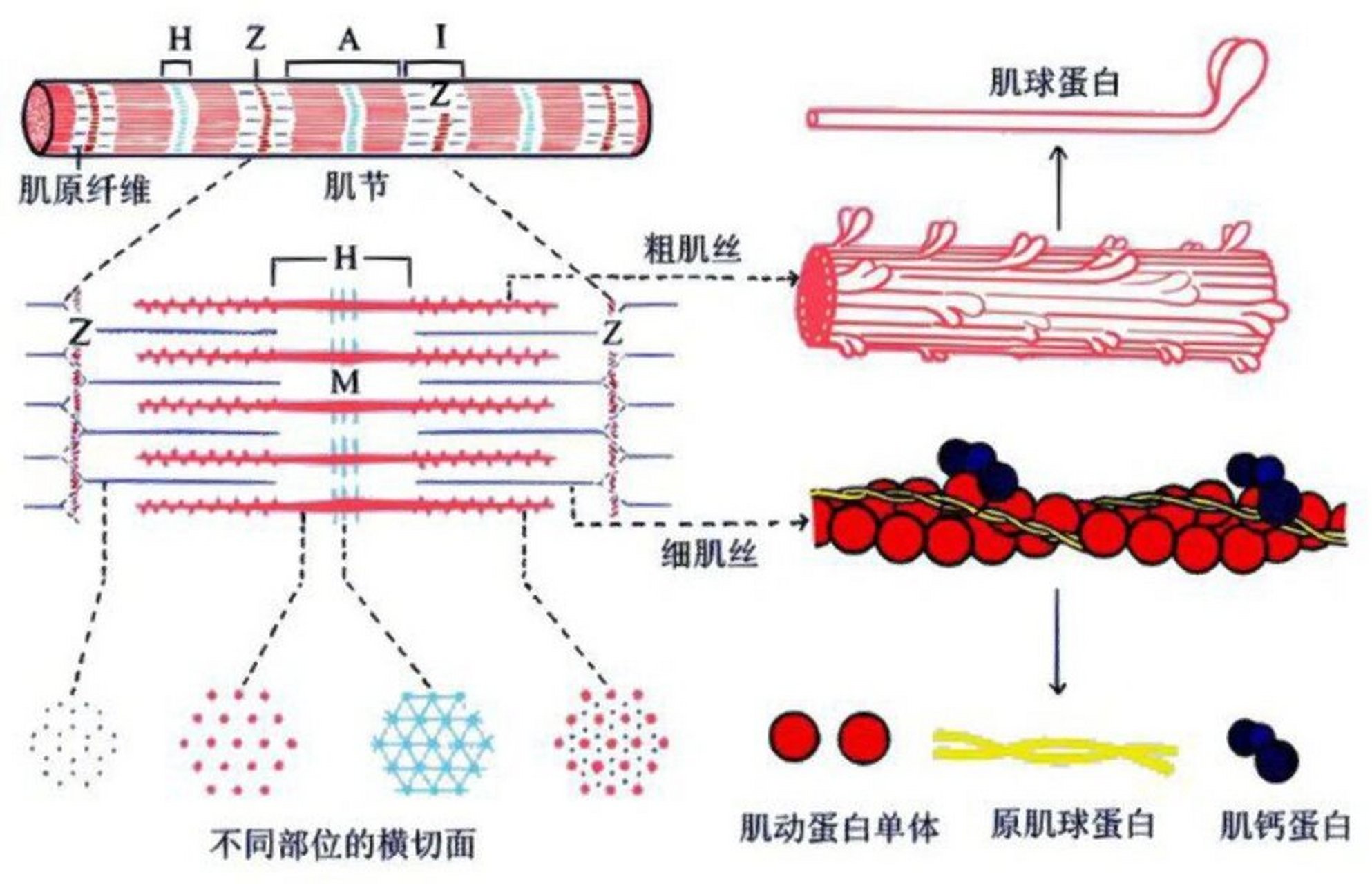 一起学运动生理学——肌原纤维的结构 每条肌纤维是有数百数千条肌原