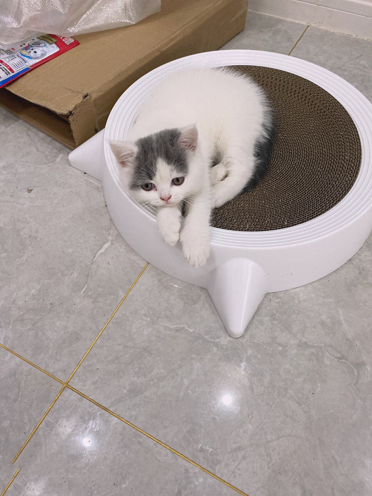 英短蓝白净梵小母猫一枚