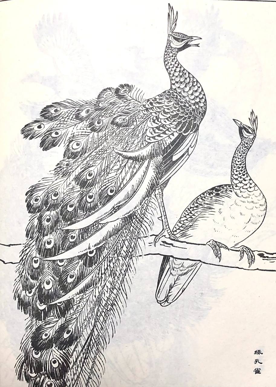 国画必学 白描线稿 花鸟画 孔雀