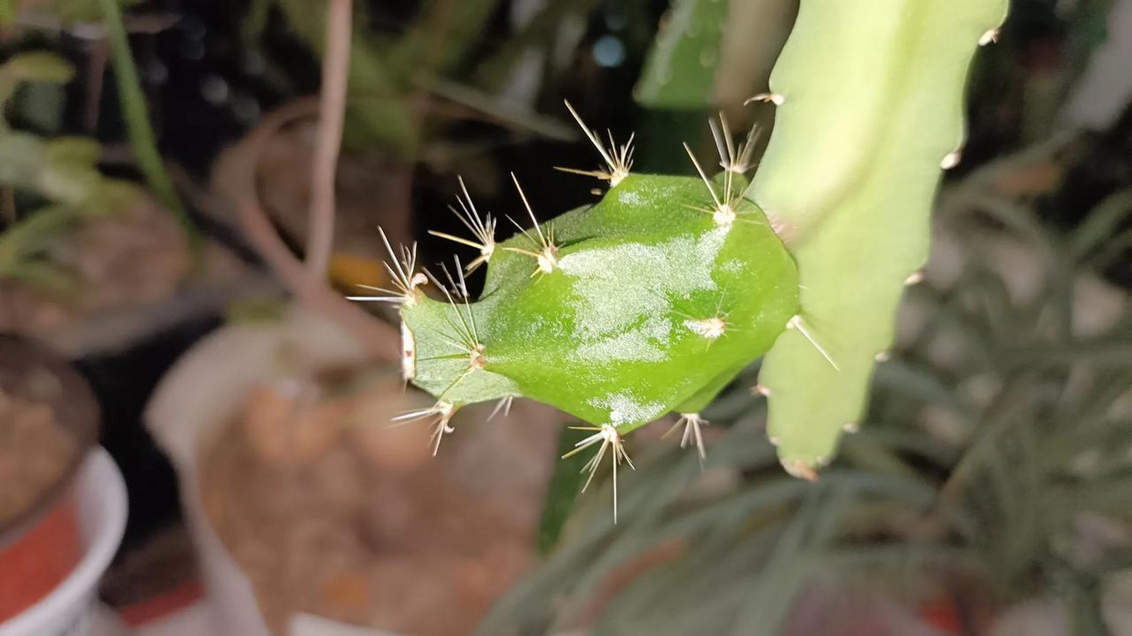令箭荷花果子,酸甜可口,期待成熟春日生活打卡季 随手拍摄的绿植 今日