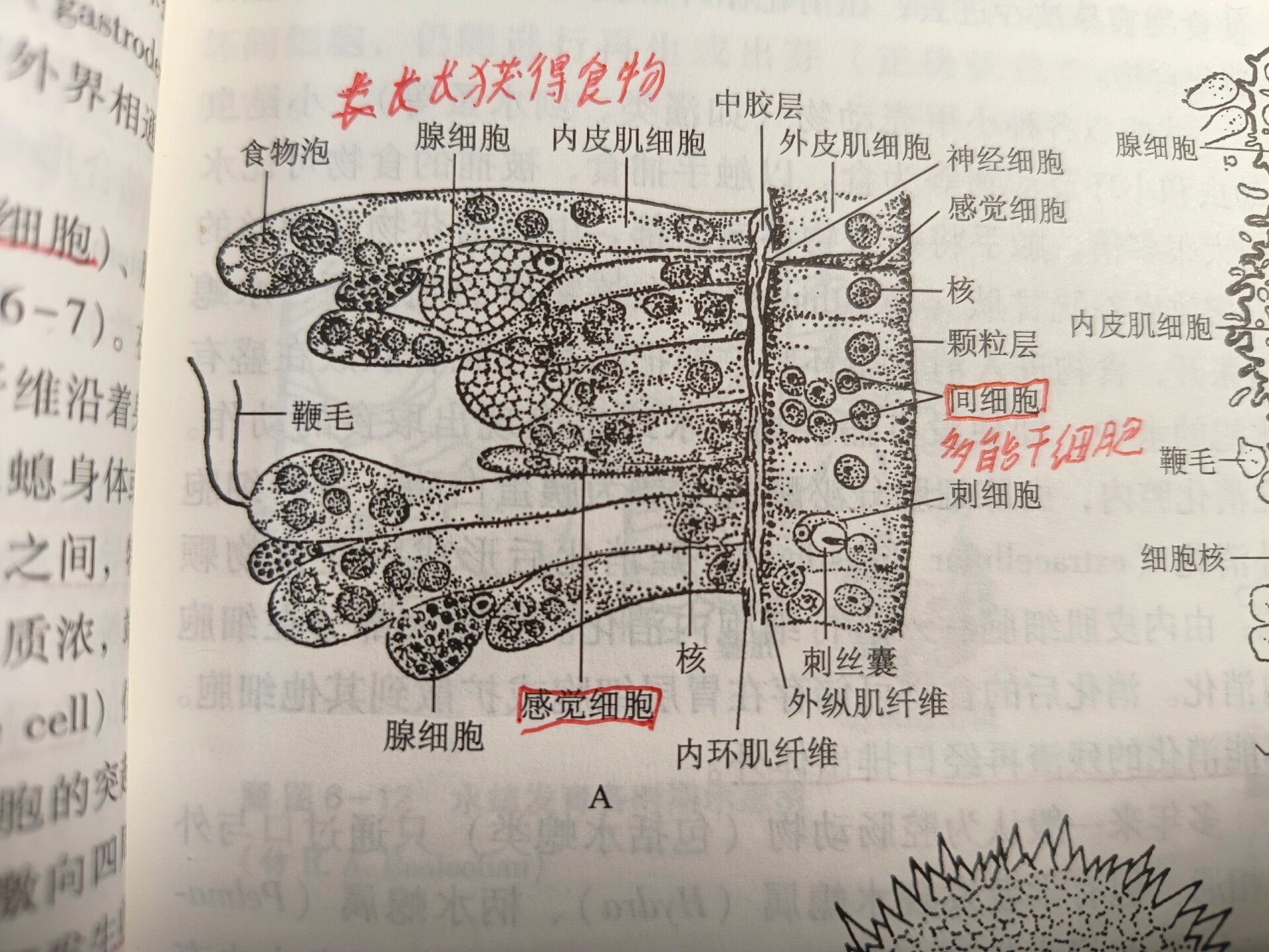 水螅横切面图片