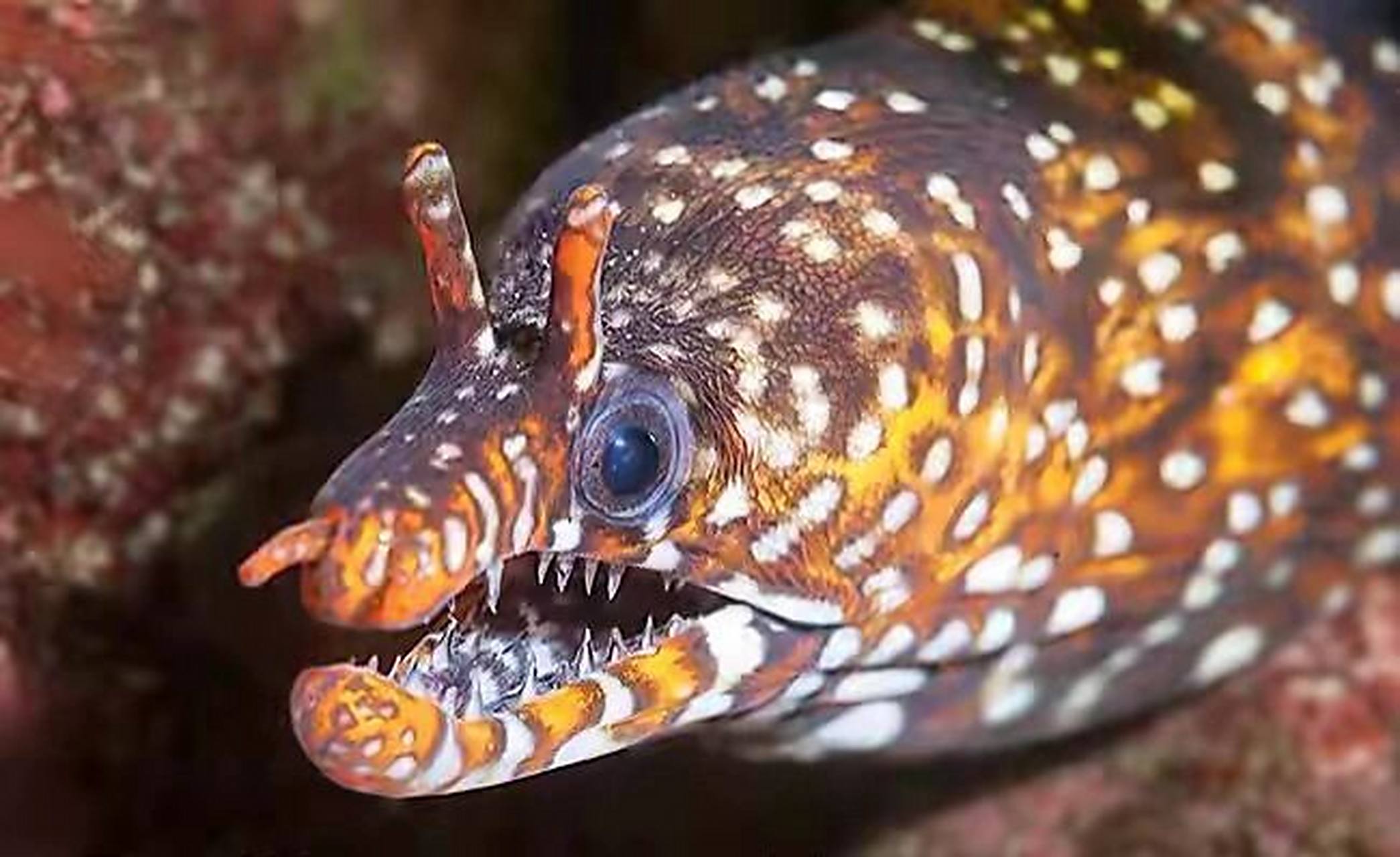 海洋生物-龙鰻 94龙鰻为鳗鲡目,海鳝科,海鳝属,鳗鱼系列品种,原产于