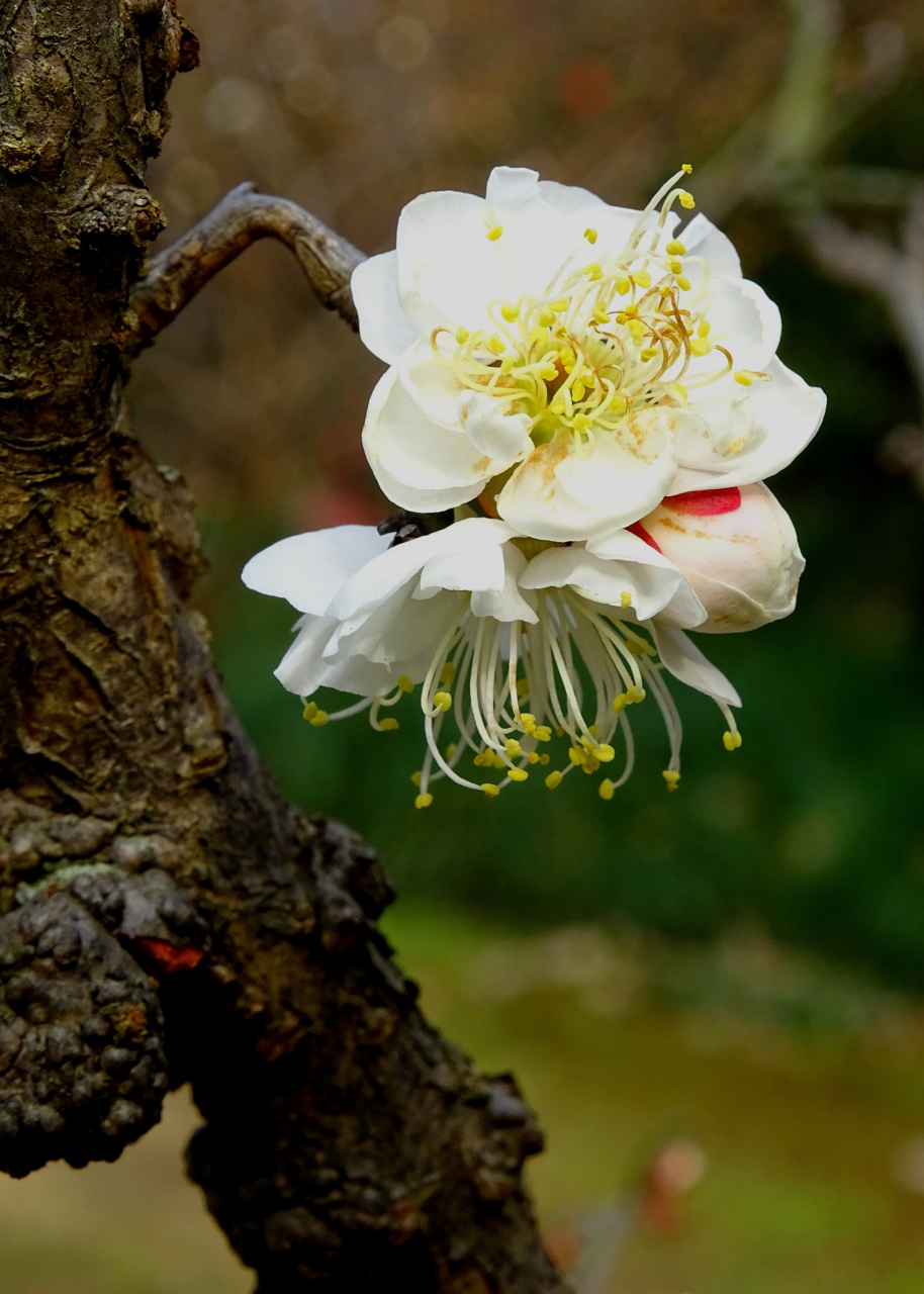 彩妆玉蝶梅花图片