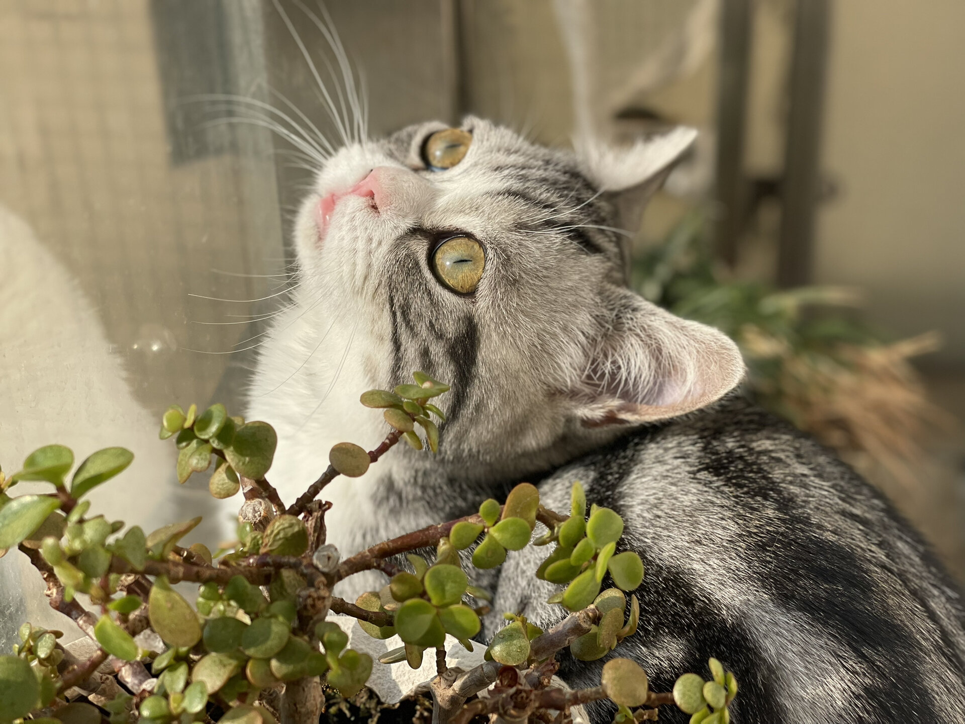 我的美短起司矮脚小猫猫长大啦,六个月的帅