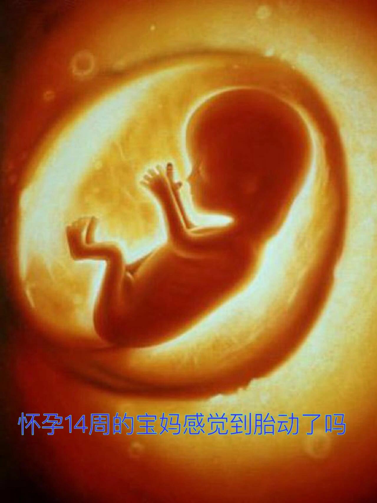 周胎儿男生殖突出十四周的胎儿有多大图孕14周胎儿怀孕14周胎儿真实图