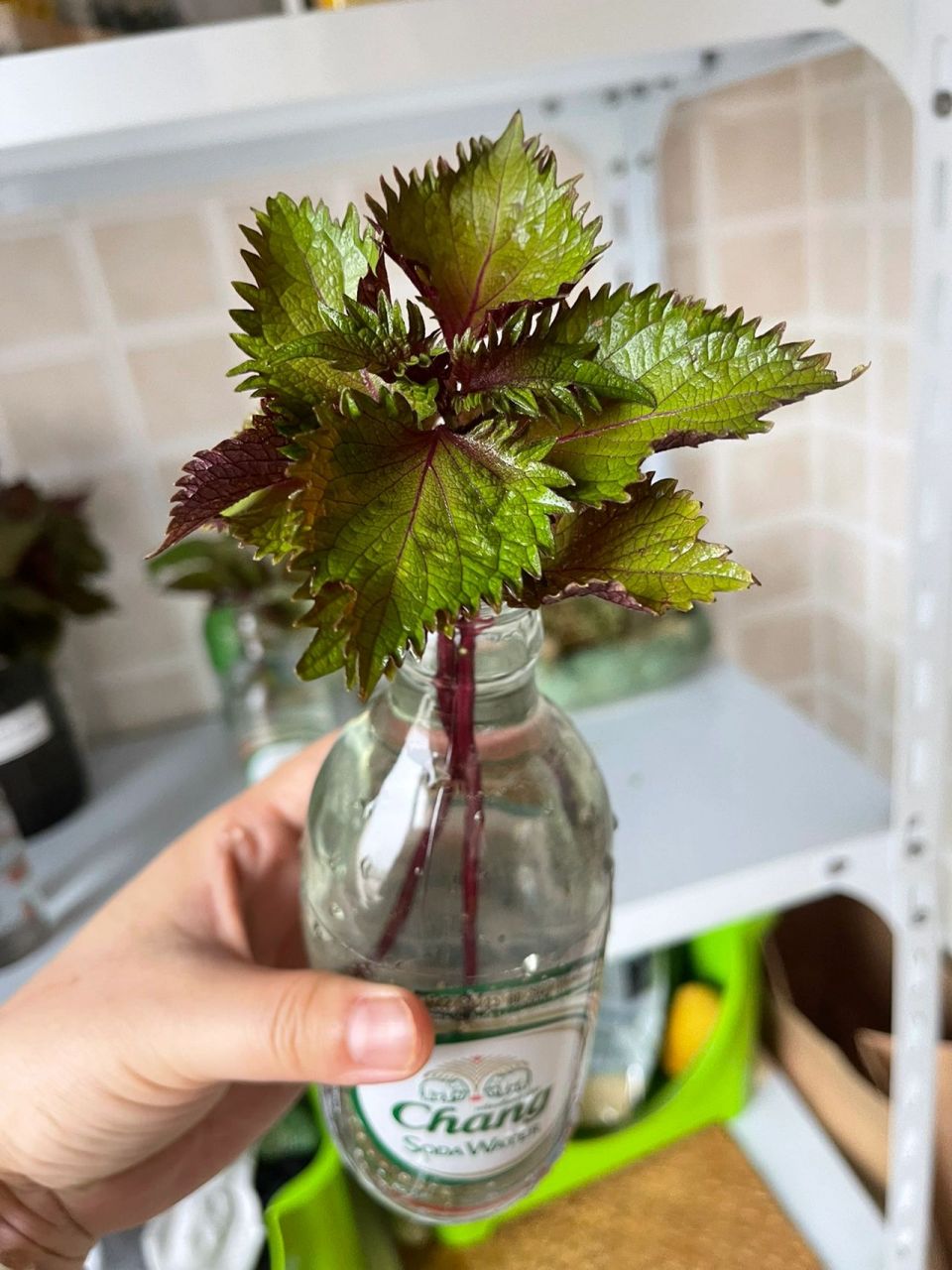 水培紫苏(这味道我真的爱了)  功效:1,紫苏能够消毒杀菌,紫苏有很高的