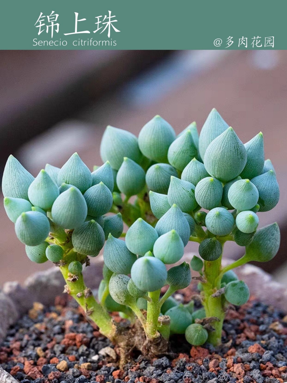 每天认识一种多肉植物|锦上珠  锦上珠 菊科千里光属多肉植物,也叫