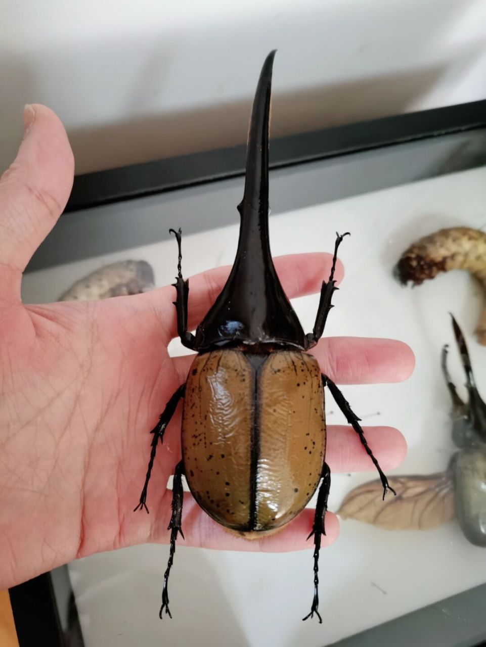 更新一只长戟大兜虫 世界上最长的甲虫,也是全世界最大的甲虫之一