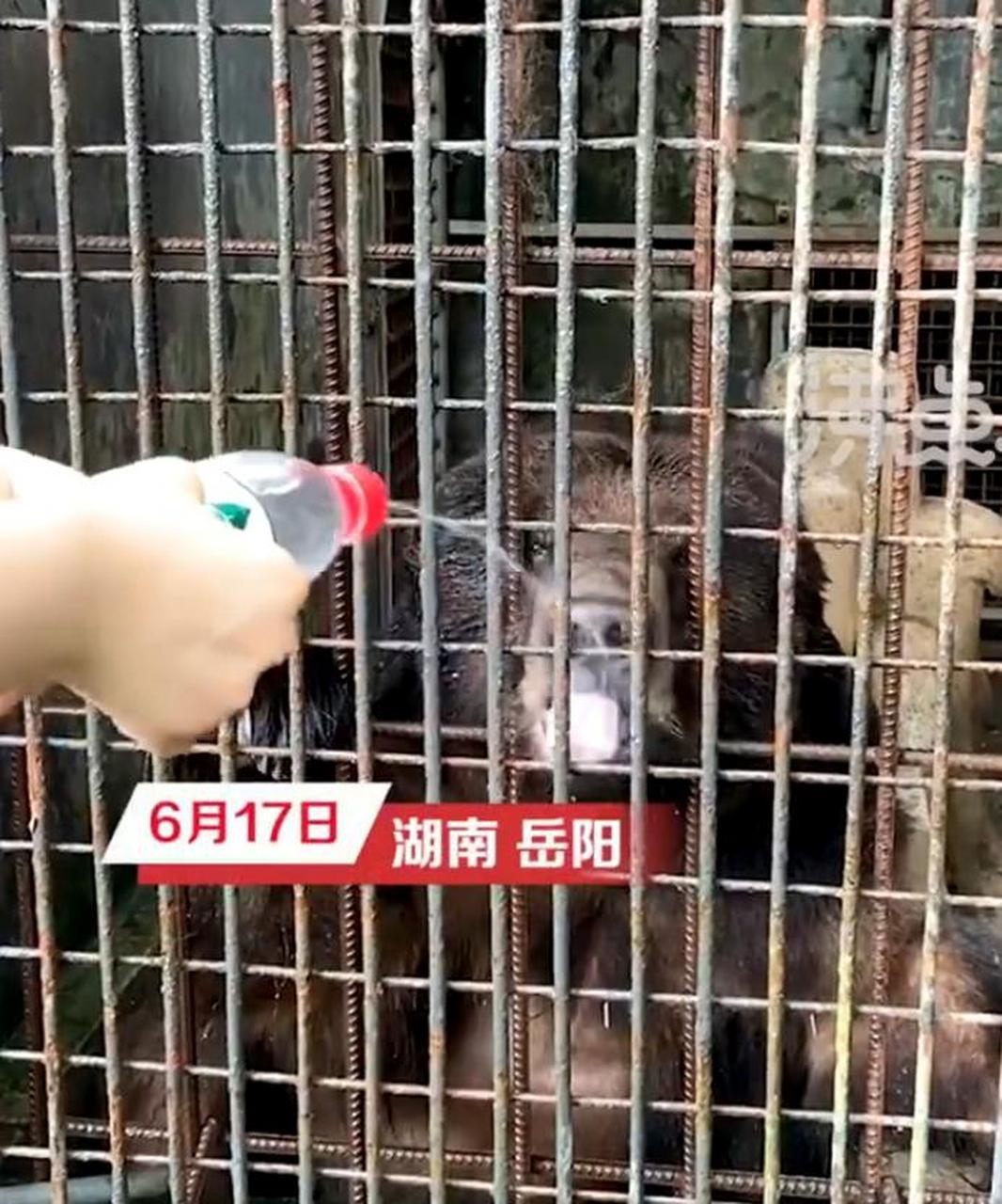 【岳阳一动物园回应被游客质疑不给棕熊喂水:前后有两个水池 保证有水