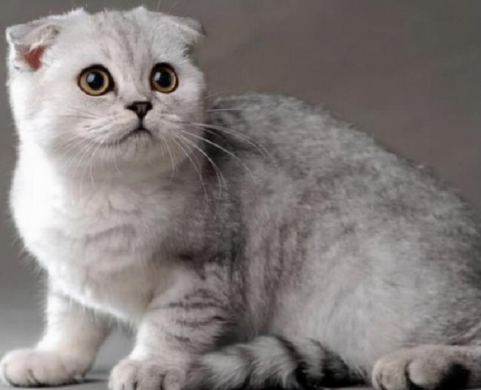 苏格兰折耳猫 苏格兰折耳猫 其他名称 苏格兰折耳短毛猫 苏格兰折耳