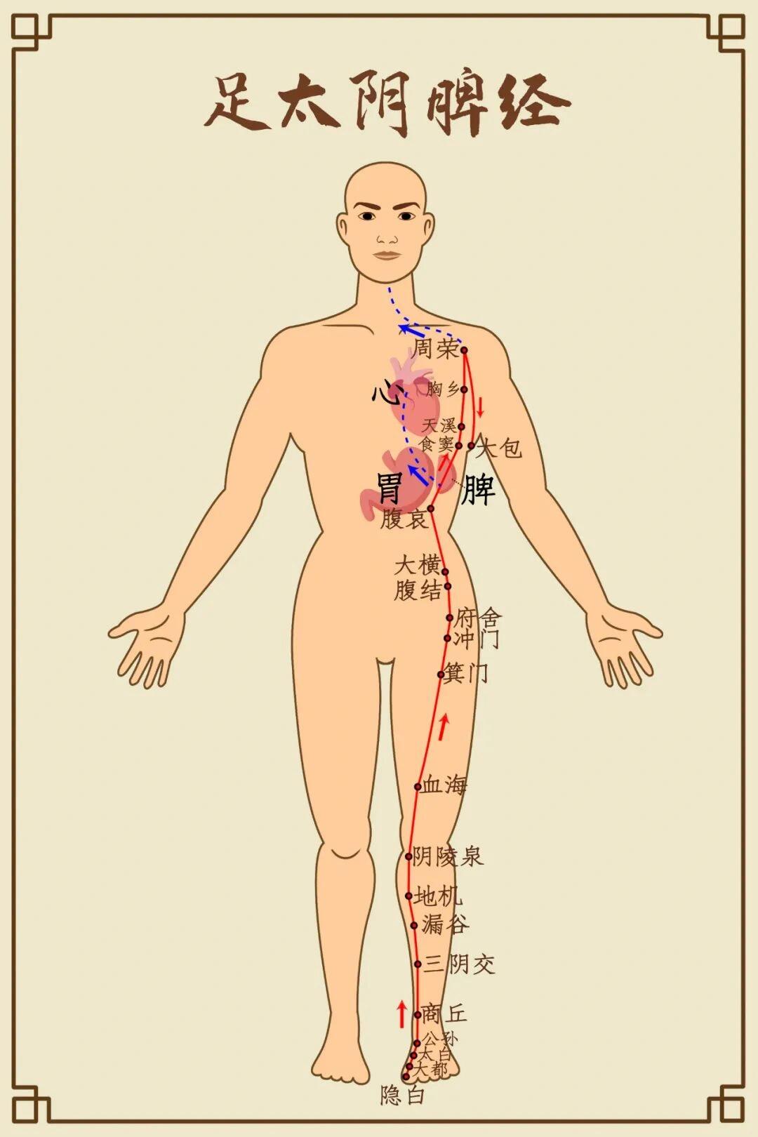 养护脾胃的经络图