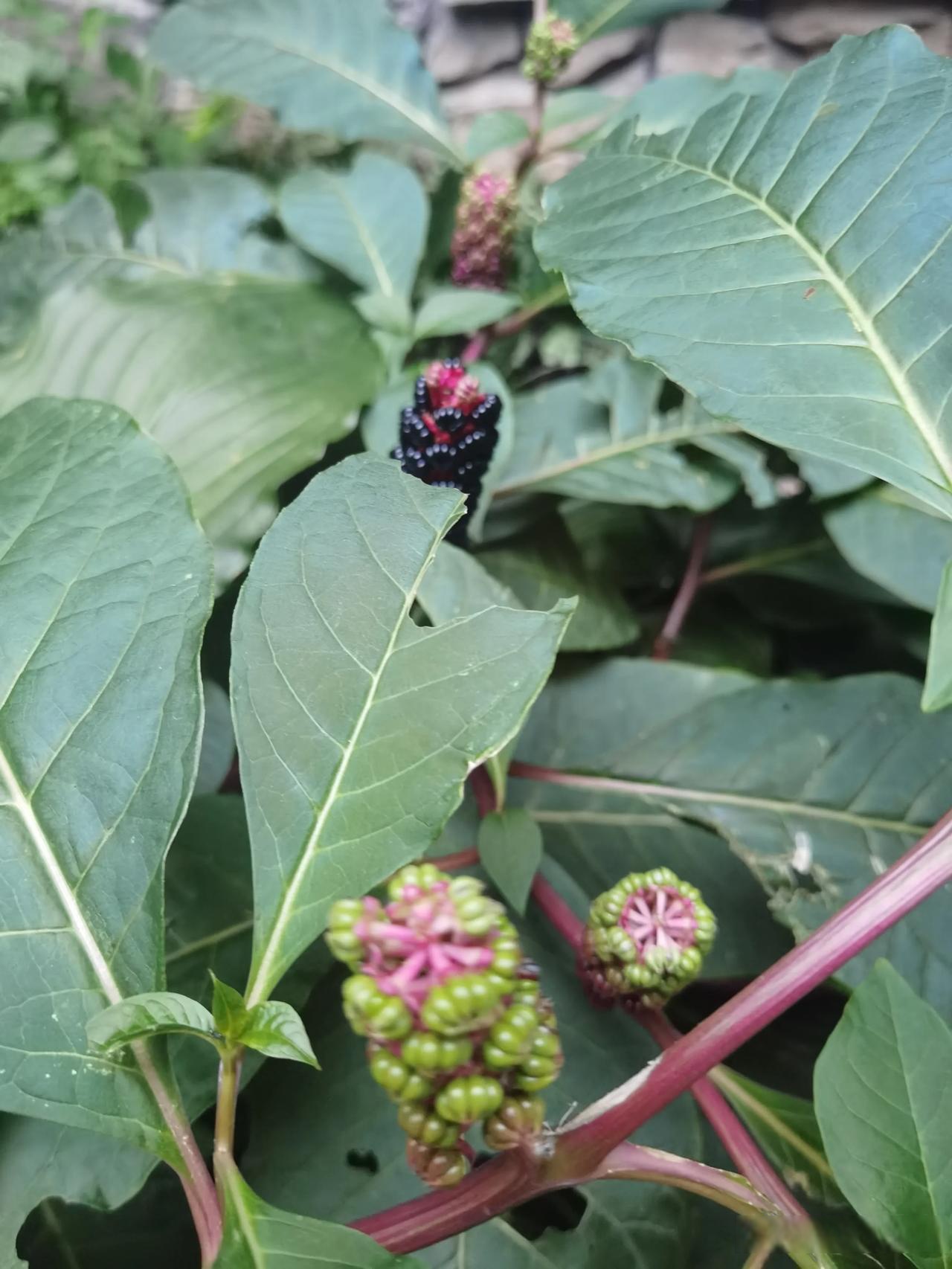 商陆的果实很漂亮未熟时是青色的成熟后变成黑色的很漂亮