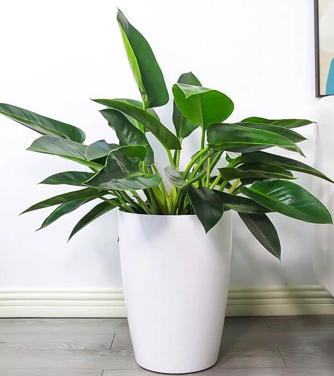 植物|金钻 97金钻性喜高温高湿的气候,最适生长温度为20～25℃,较