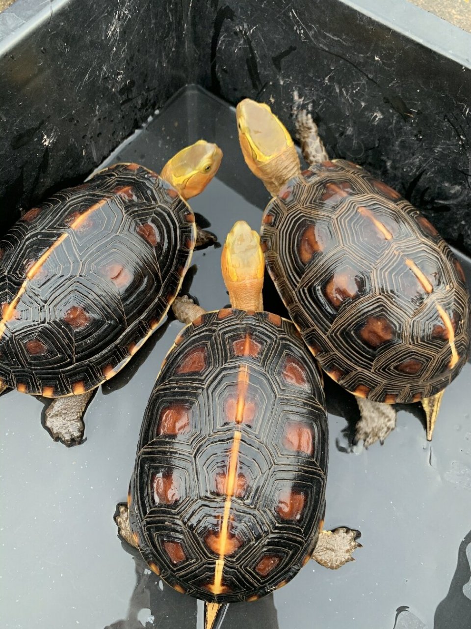 黄缘闭壳龟以什么食物为主食?