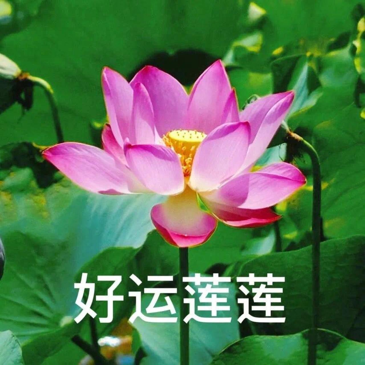 成熟气质好运连连头像   给你带来好运的头像