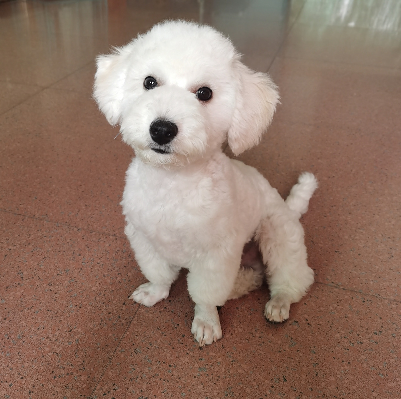 一只不纯的小比熊