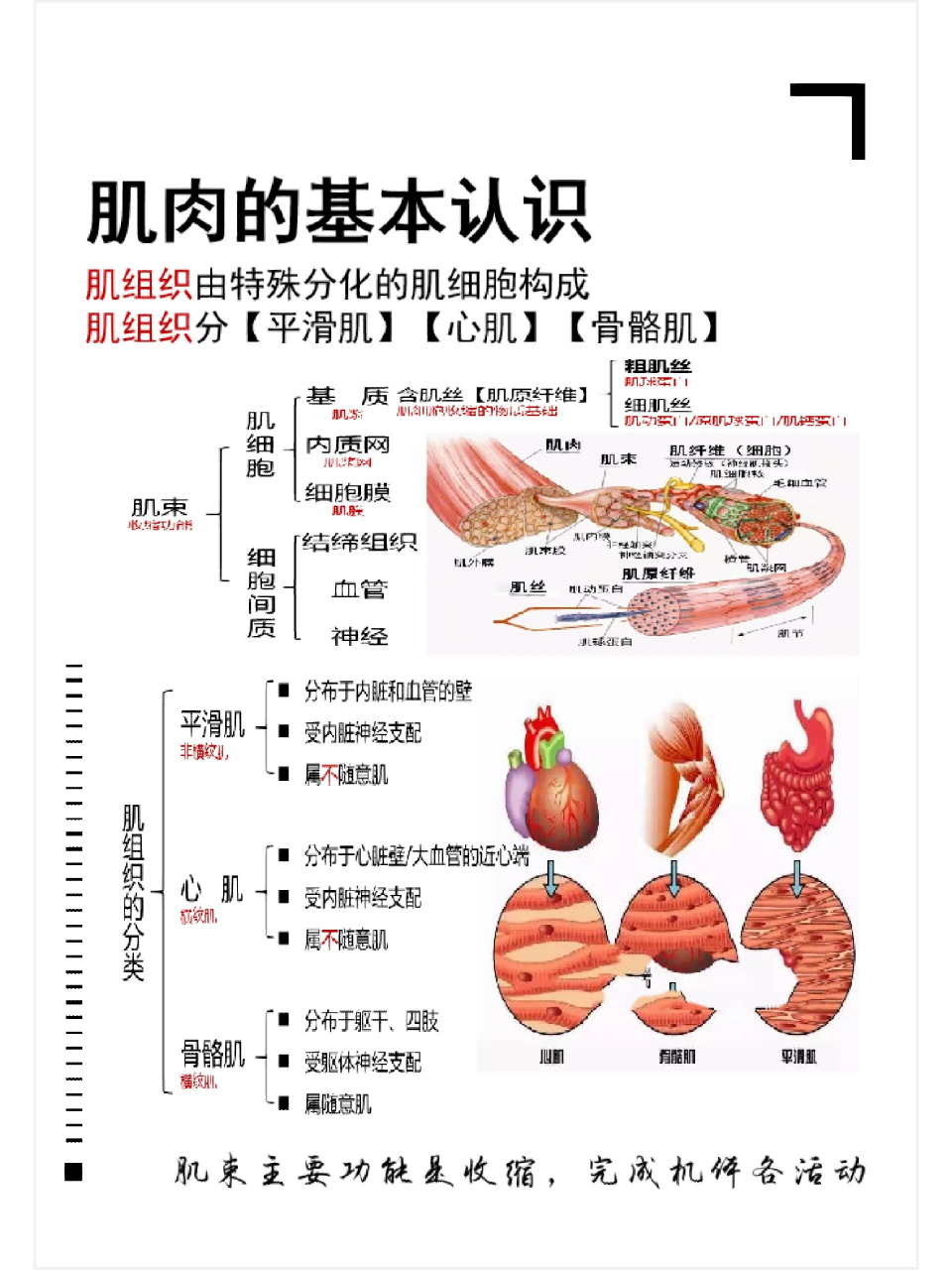 97肌细胞聚集,被结缔组织包围而成肌束,其间有丰富的毛细血管和纤
