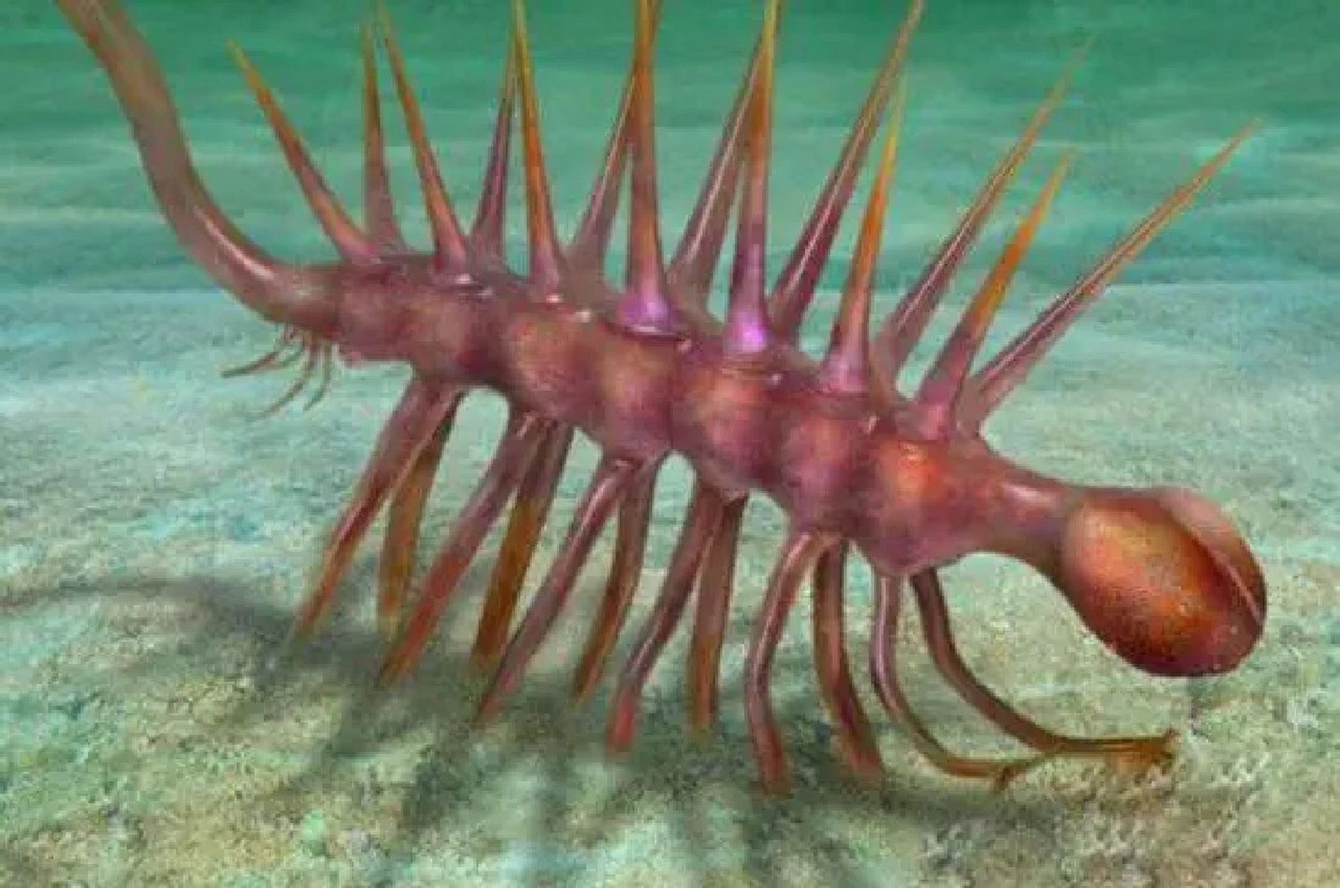 怪诞虫-浮游生物 生活时期:寒武纪 栖息地:海洋 食物:浮游生物 怪诞虫