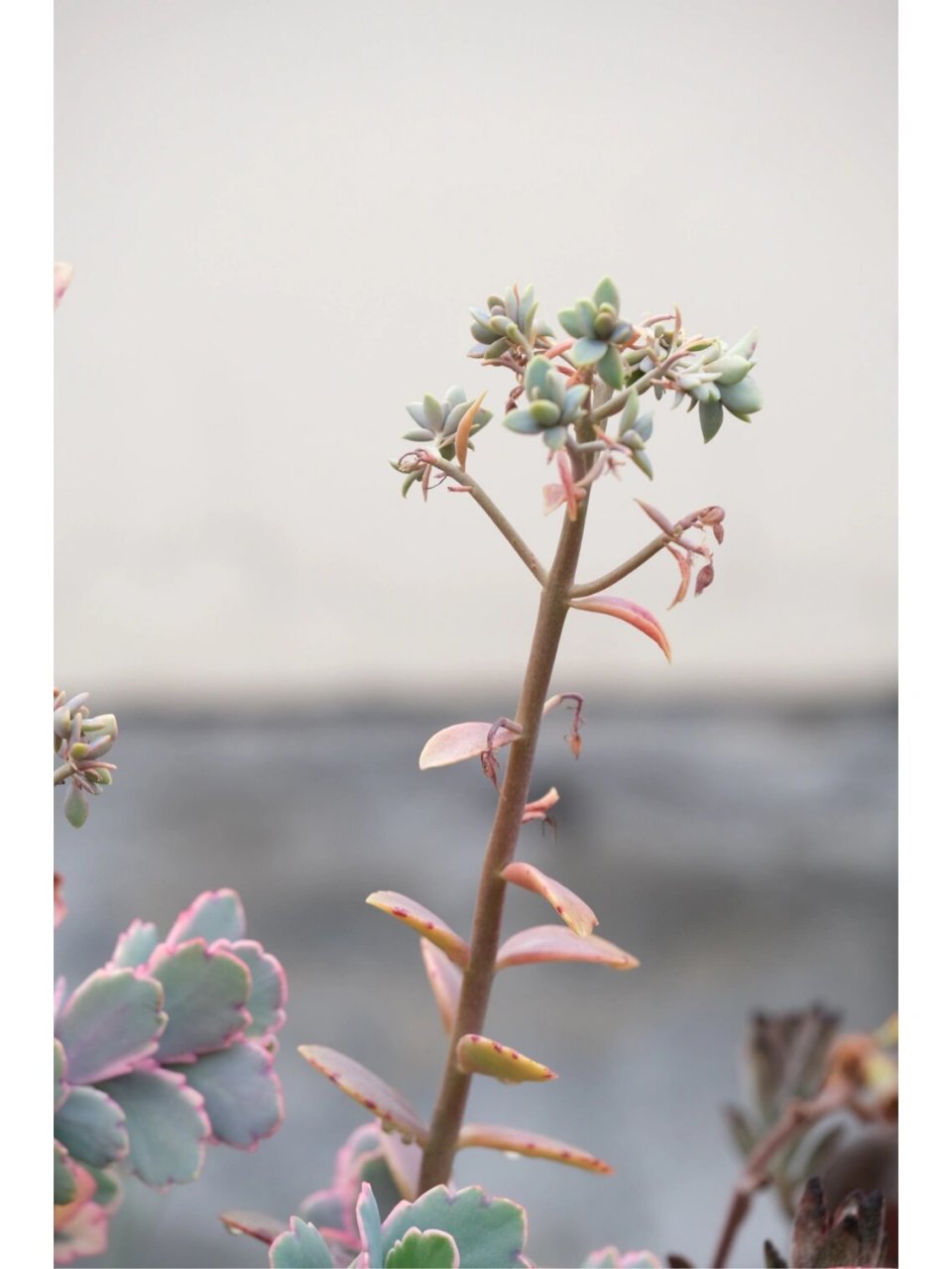 蝴蝶之舞 锦 (景天科)多肉 此花也叫白姬舞,姿态摇曳,根须奇特,色彩