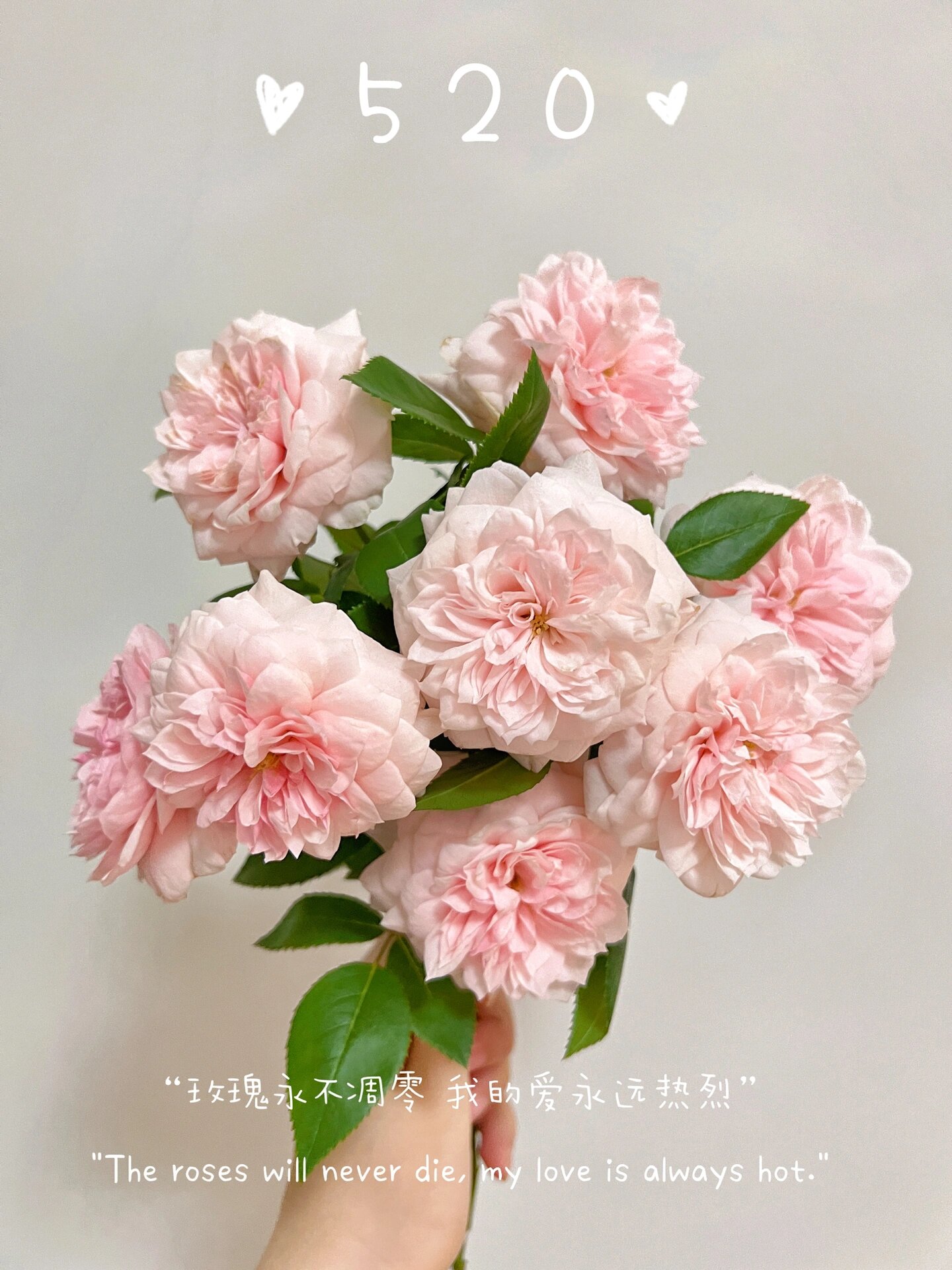 萨布丽娜 「简艺玫瑰园」520的美好  萨布丽娜月季  又名情归巴黎 粉