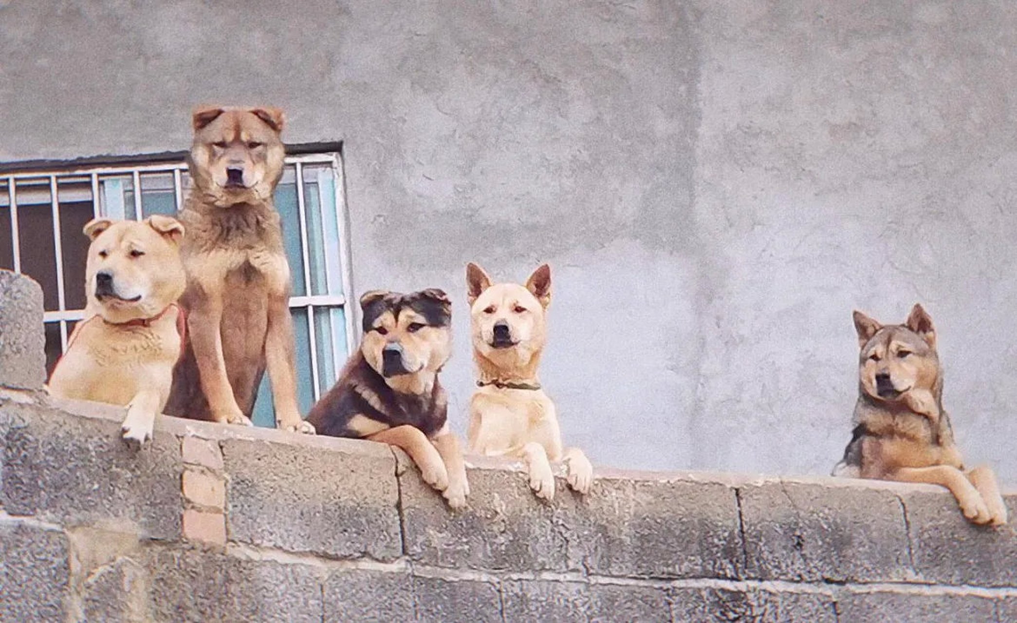 村口的那一群八卦狗!