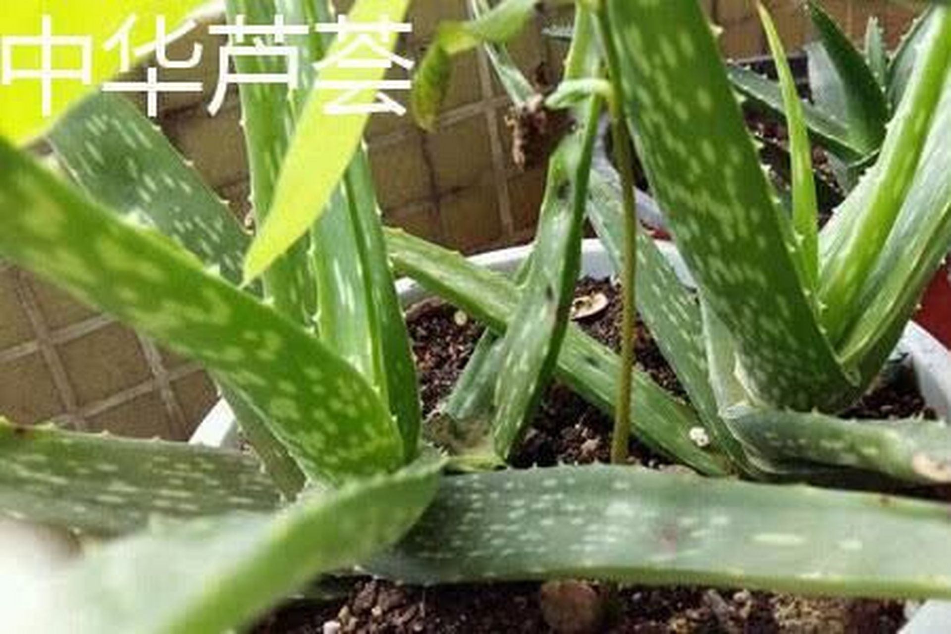 出一颗 中华芦荟 可食用品种芦荟 中华芦荟 15nzd 是三种可食用芦荟