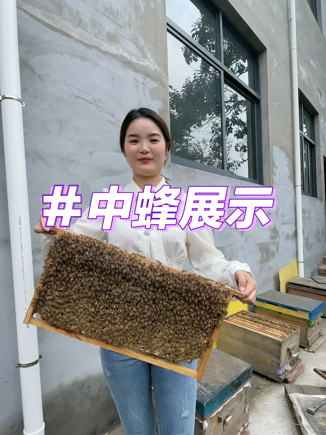 关于中蜂和意蜂的区别