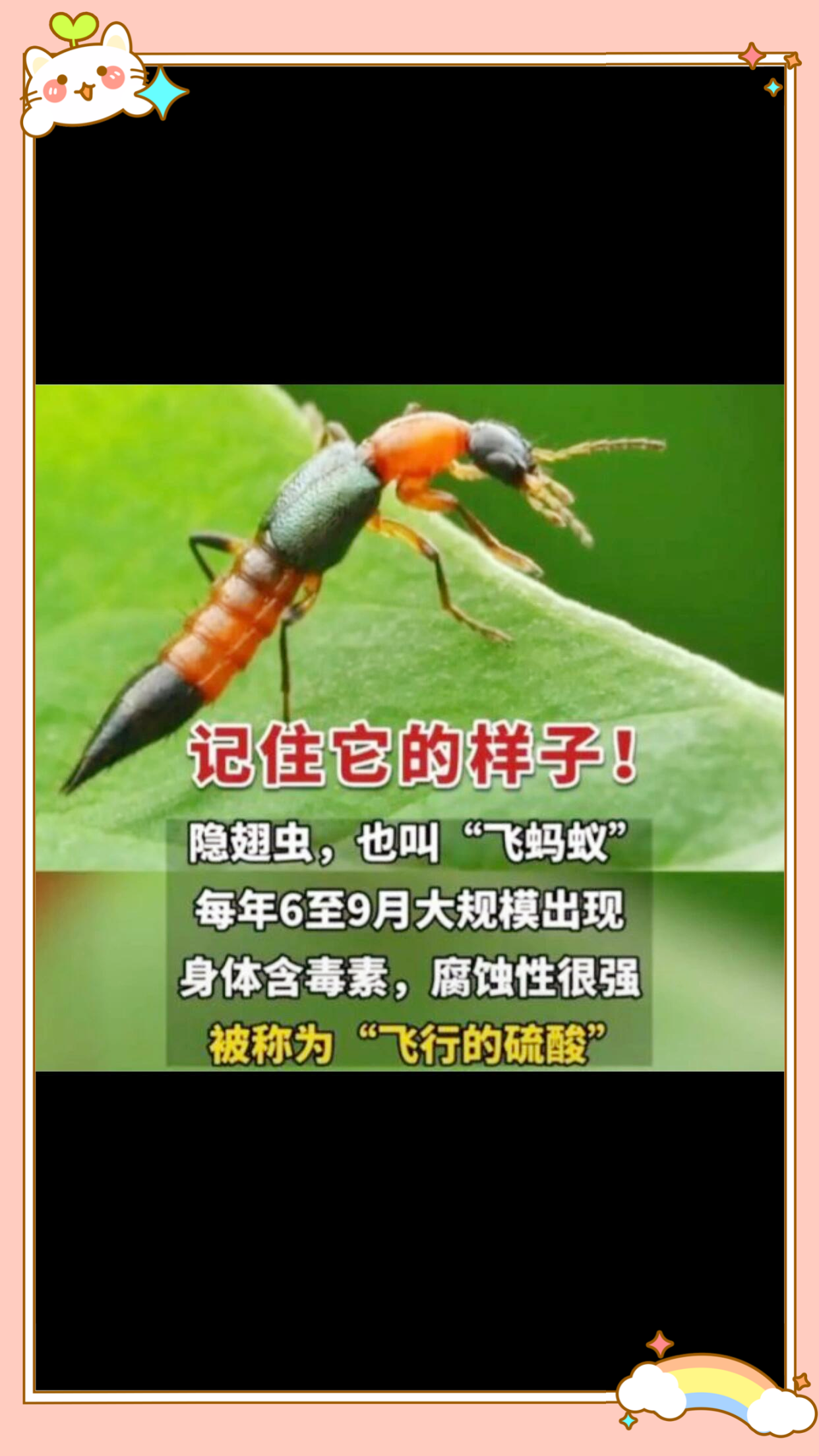 蚂蚁图片大全大图飞蚁有毒吗会飞的虫子会飞的蚂蚁图片会飞的蚂蚁是