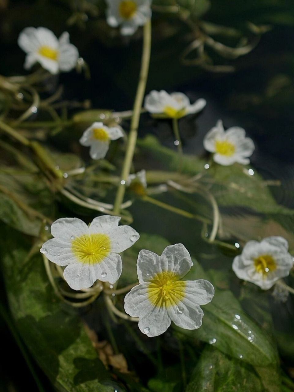 波叶海菜花图片