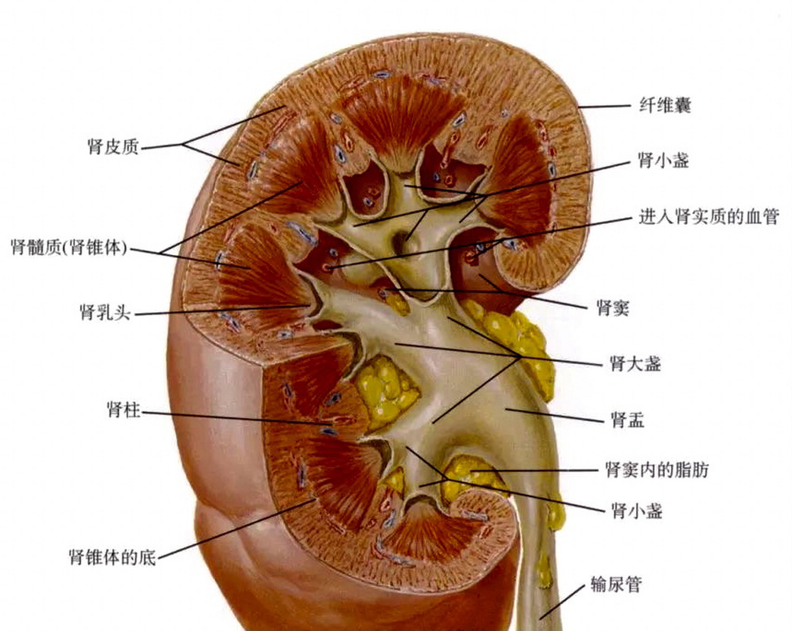 肾-右滑高清解剖组织图