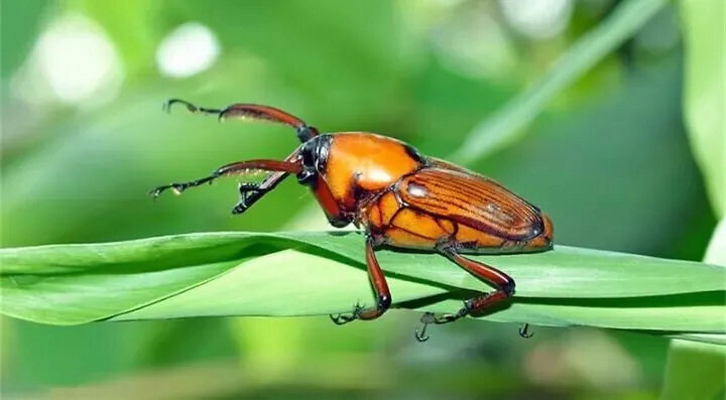 捉过笋蜂的,玩过笋蜂的都看看了.