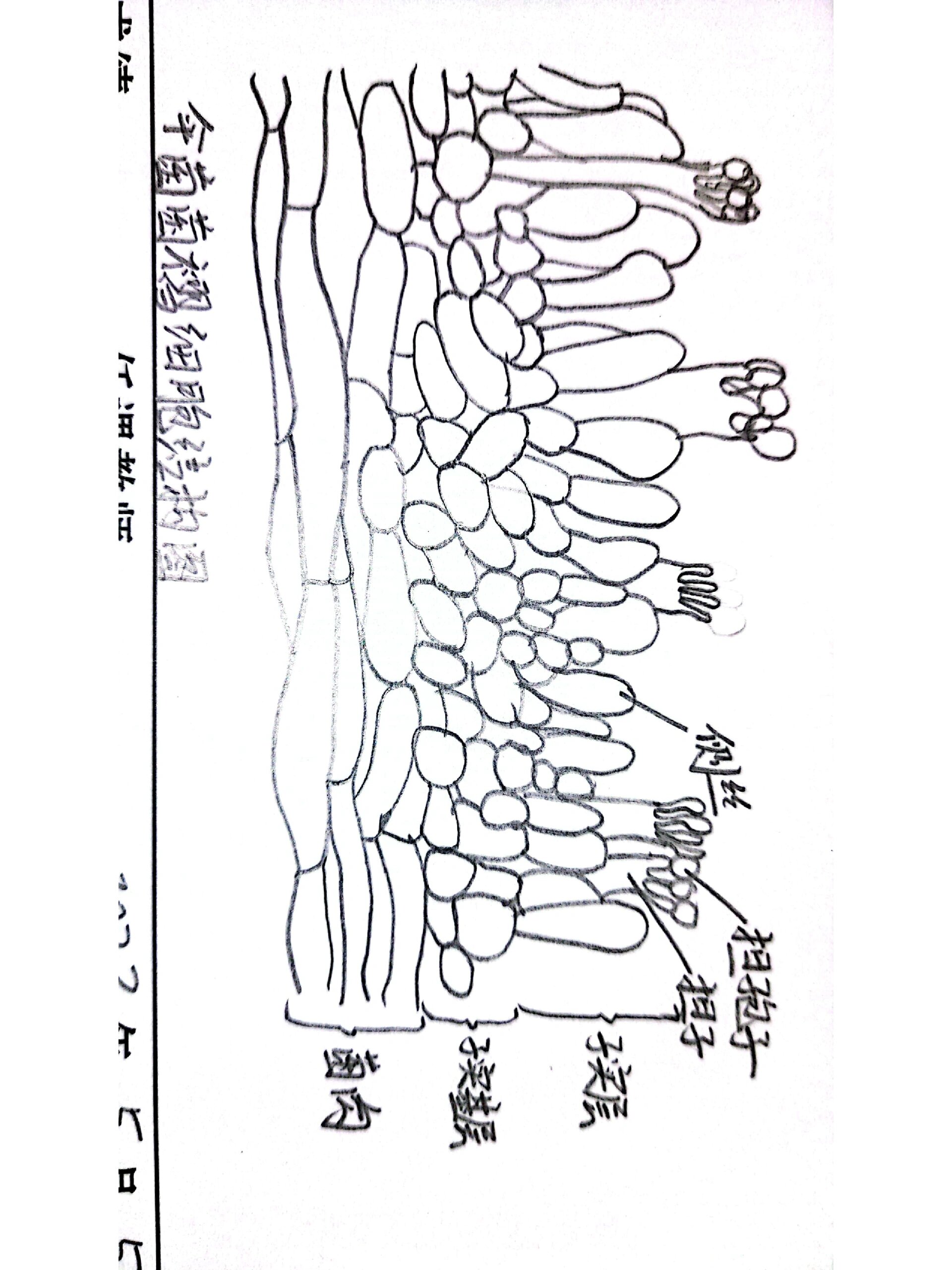 青霉菌的菌丝体