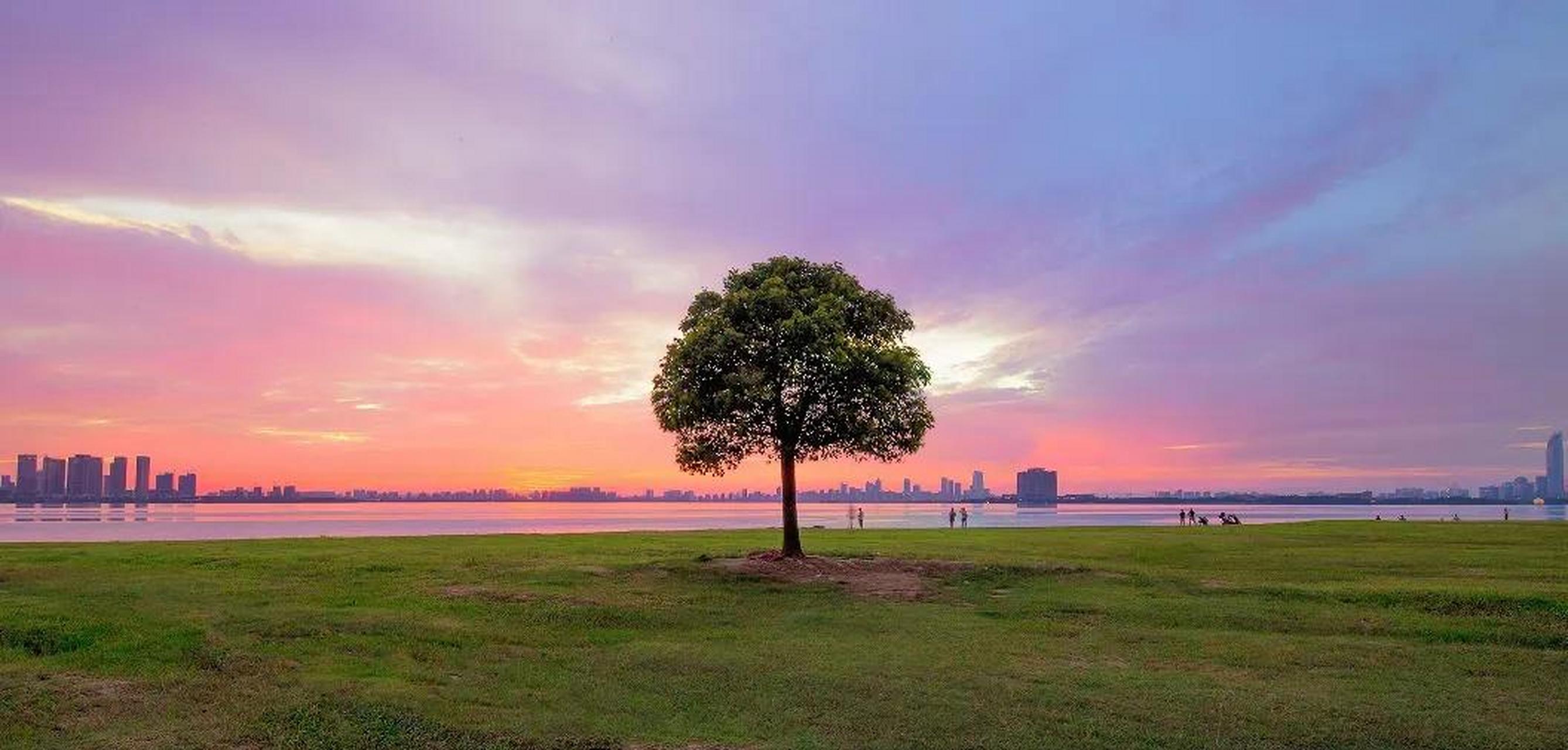 这是一棵孤独的树,湖边的一棵独树,怪不得这片湖叫做独墅湖.