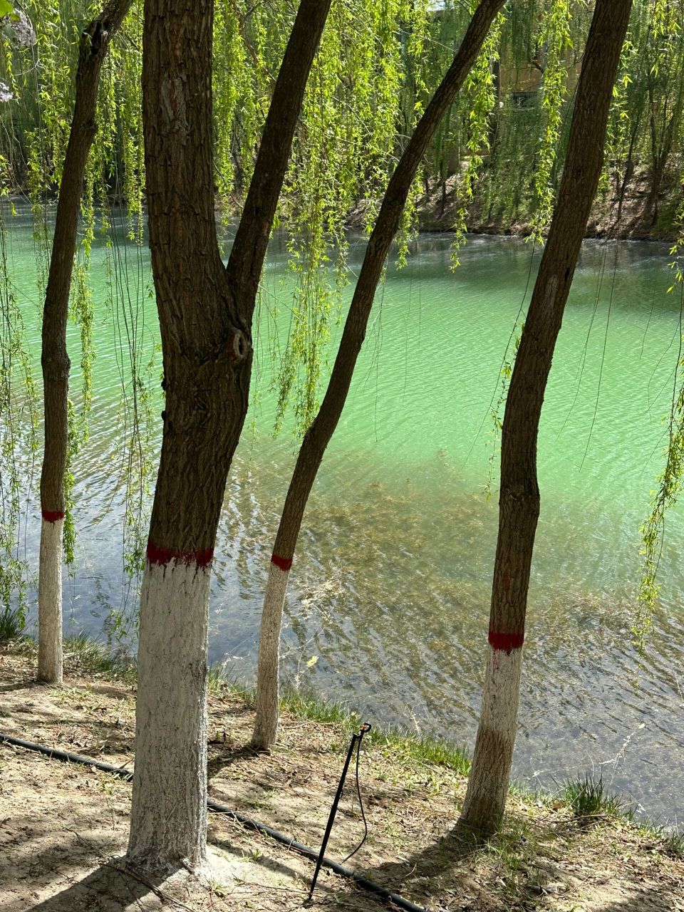 银川森林公园 真的很美!原相机直接出图都不用p,太美了我爱踏青!