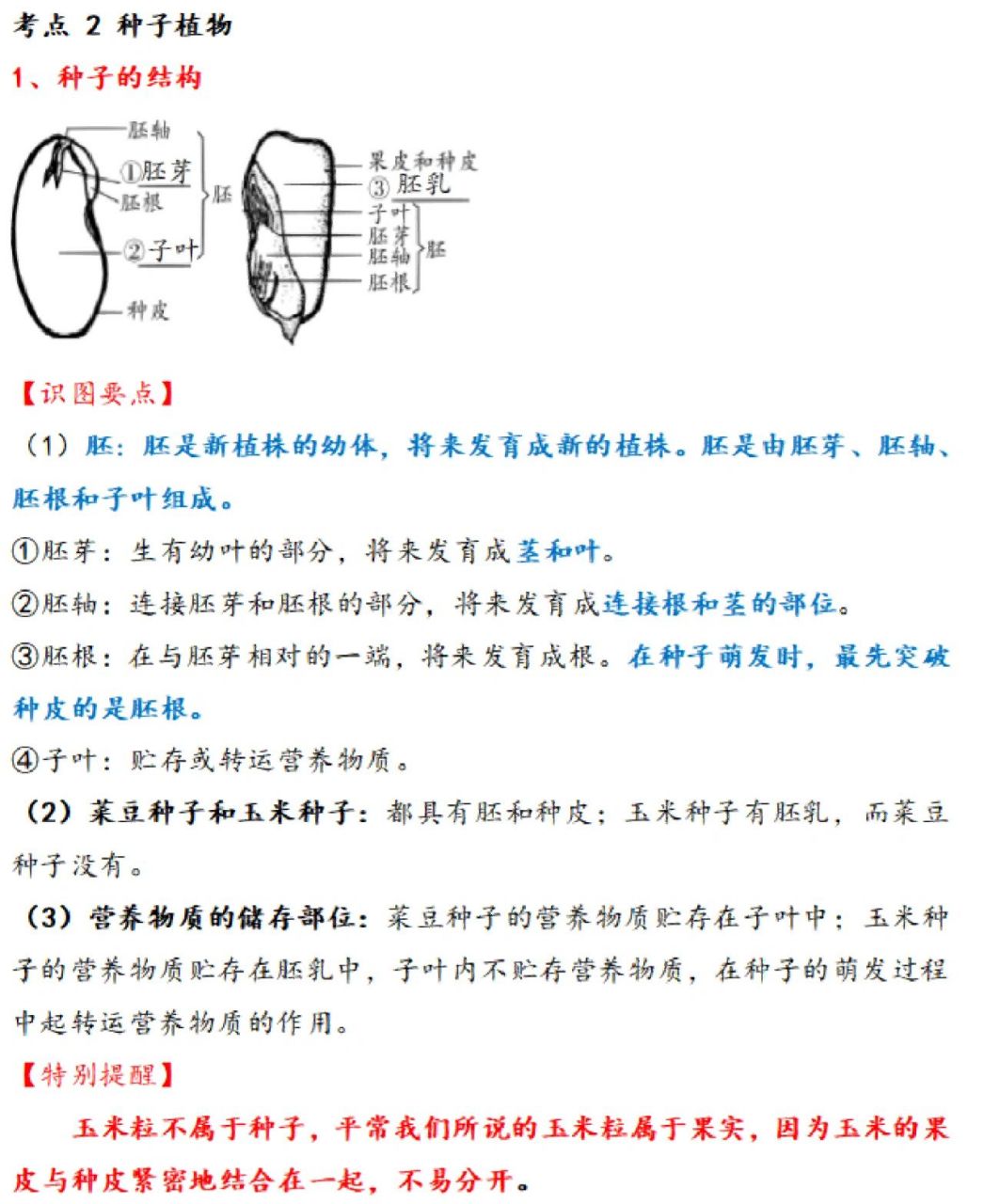 种子的结构概念图图片