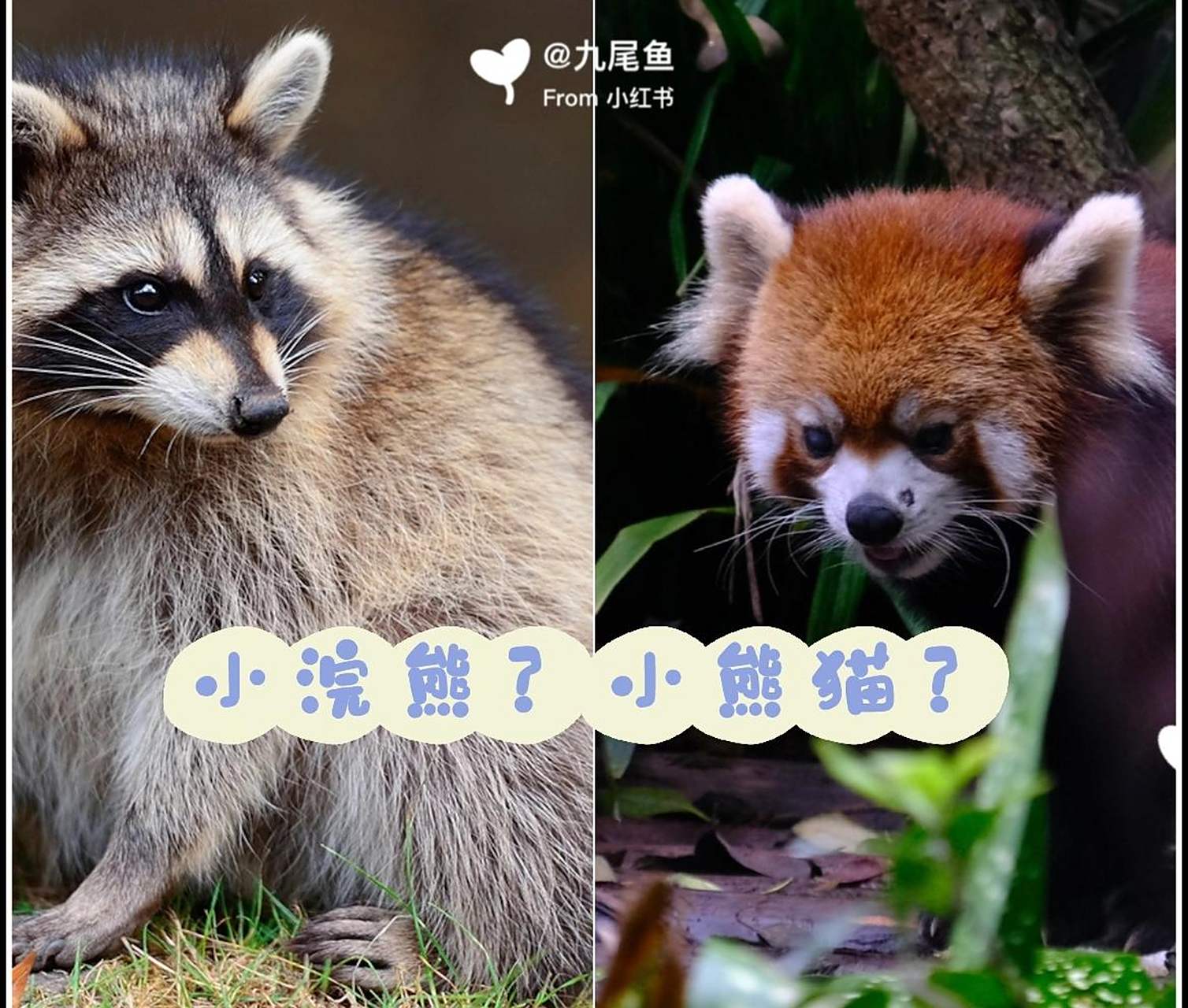 科普贴:小浣熊小熊猫傻傻分不清?
