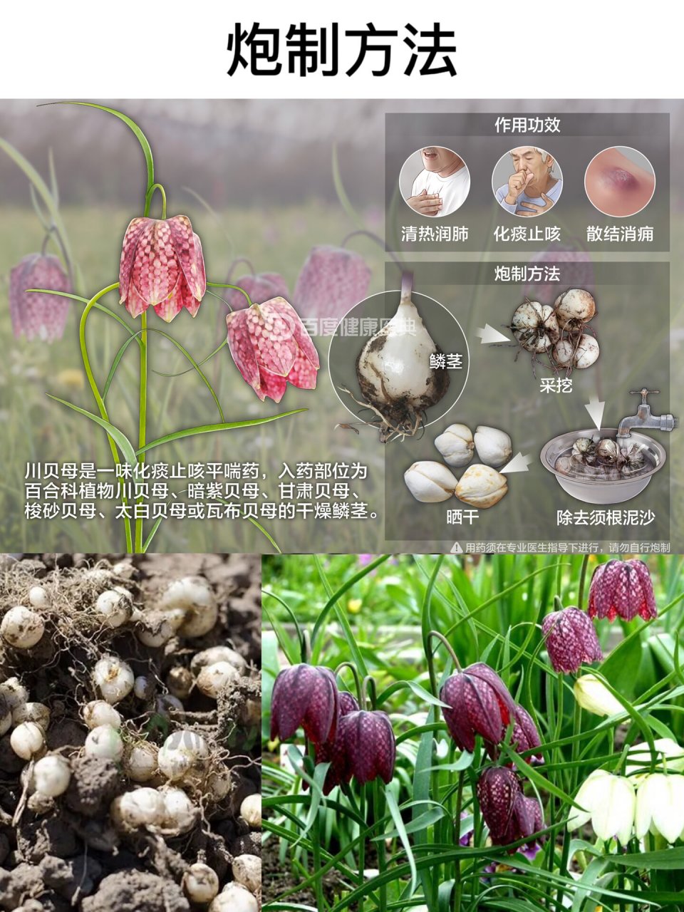 第二十三天:识《川贝母》 小知识:按性状不同分别习称"松贝","青贝","