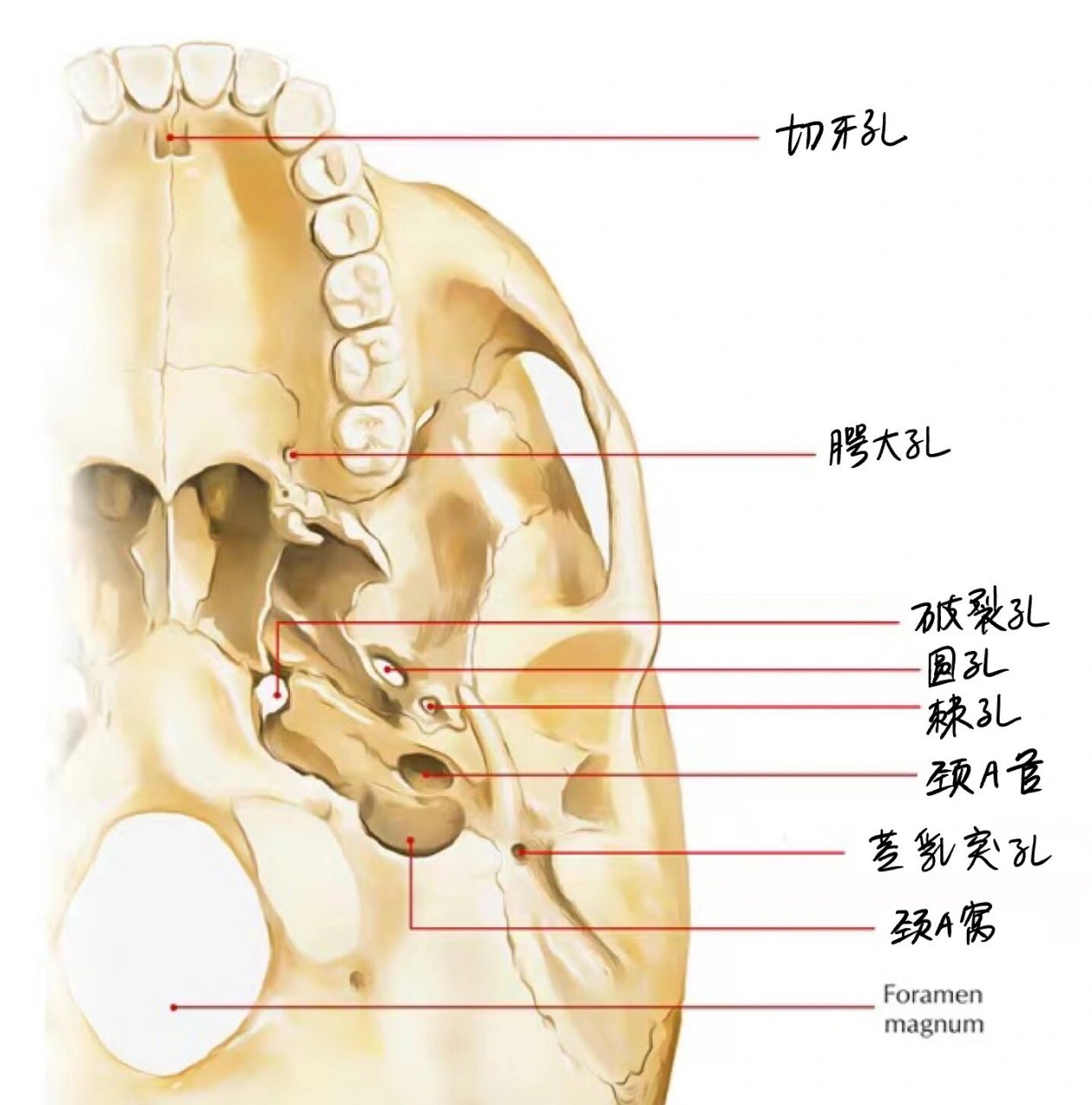 圆孔卵圆孔棘孔解剖图图片