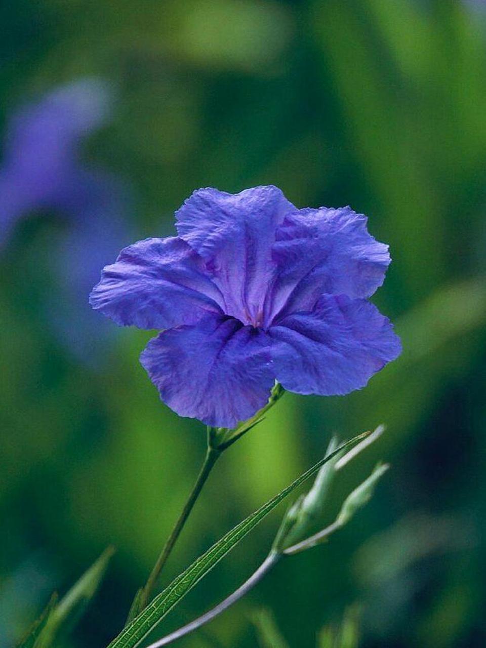 🌊 蓝草不仅是一种植物,更是一种情感的象征,它代表着宁静,平和与